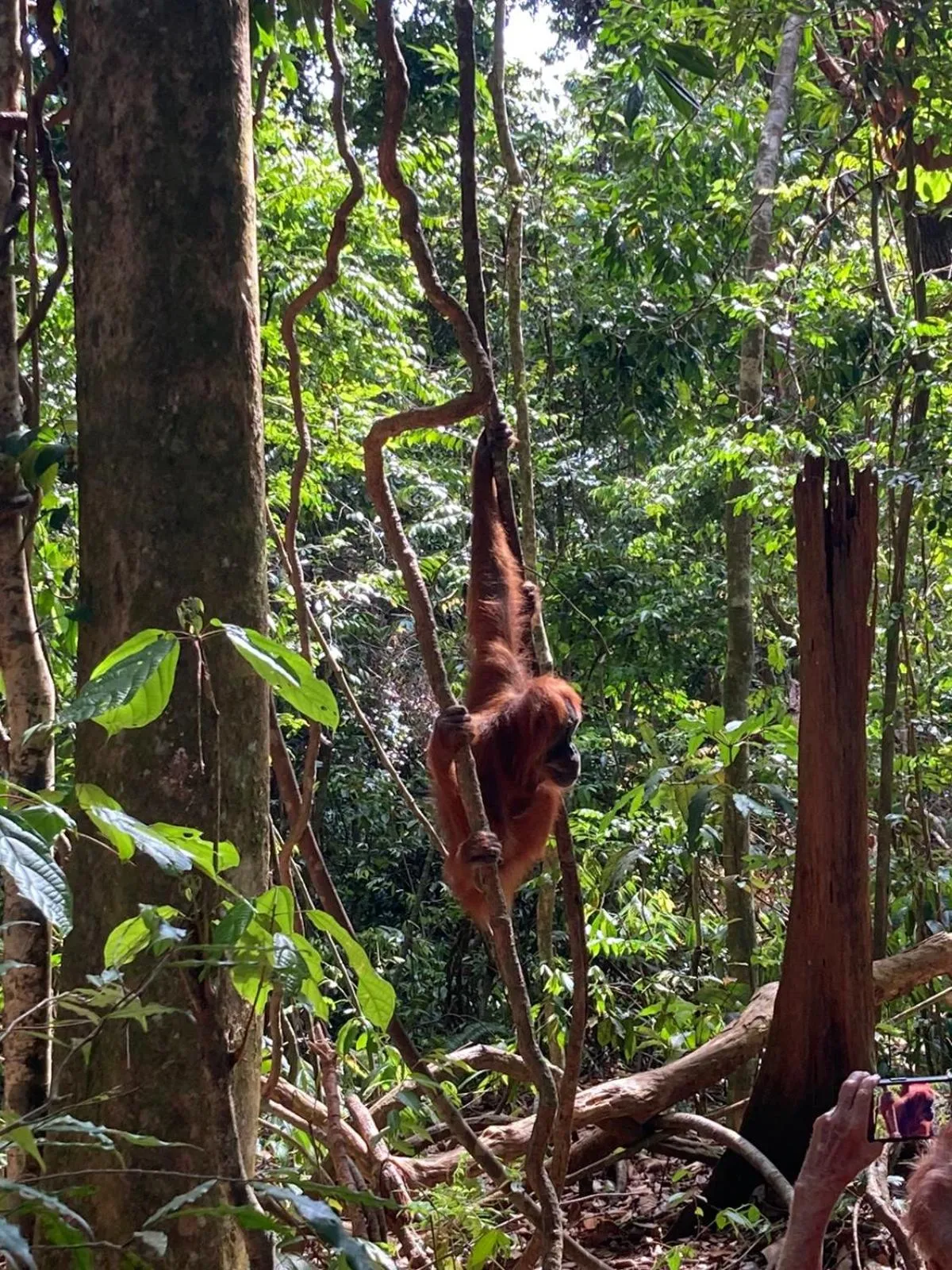 Location in Ustin Nagoya Bukit Lawang Orangutan Trekking & transport only book with us