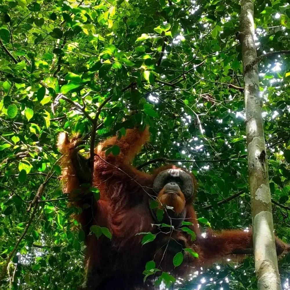 Ustin Nagoya Bukit Lawang Orangutan Trekking & transport only book with us
