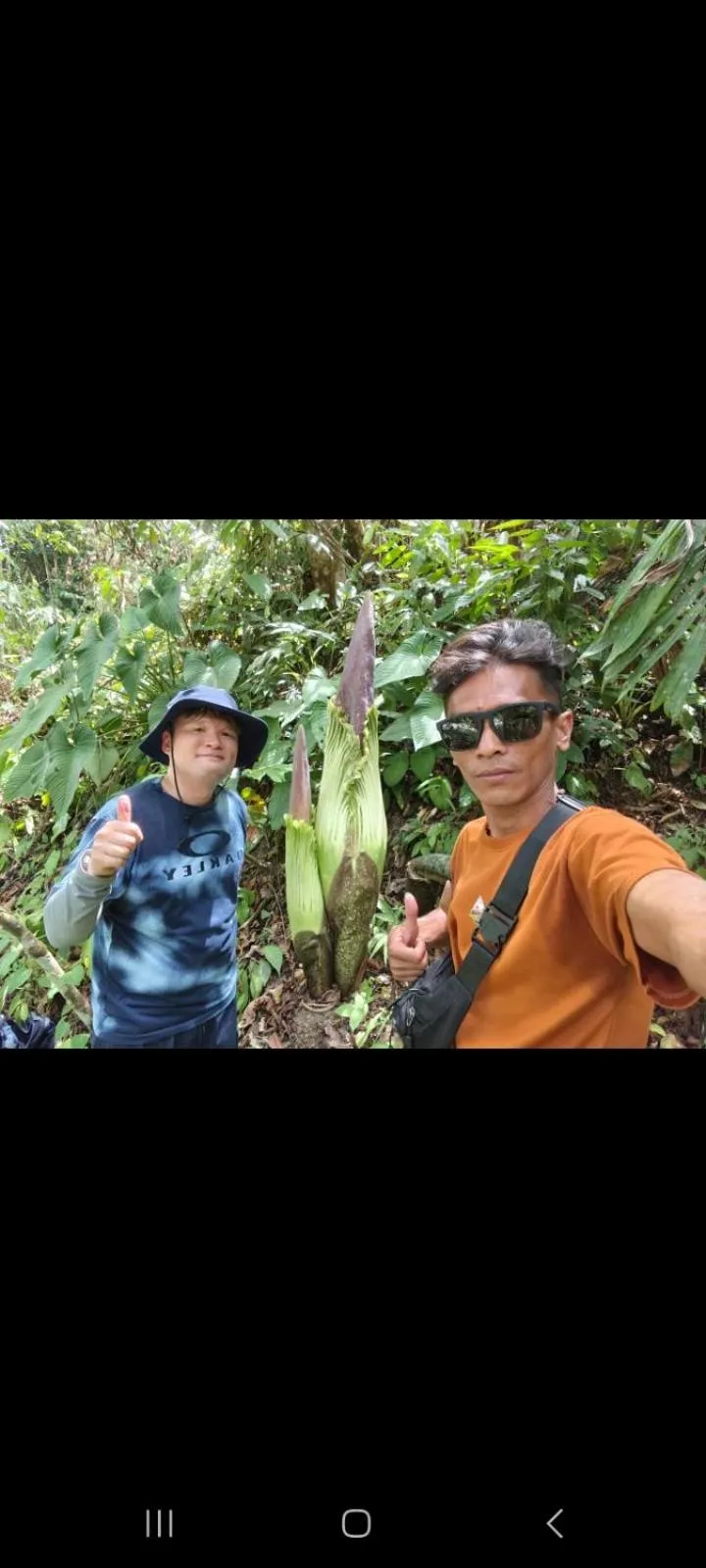Ustin Nagoya Bukit Lawang Orangutan Trekking & transport only book with us