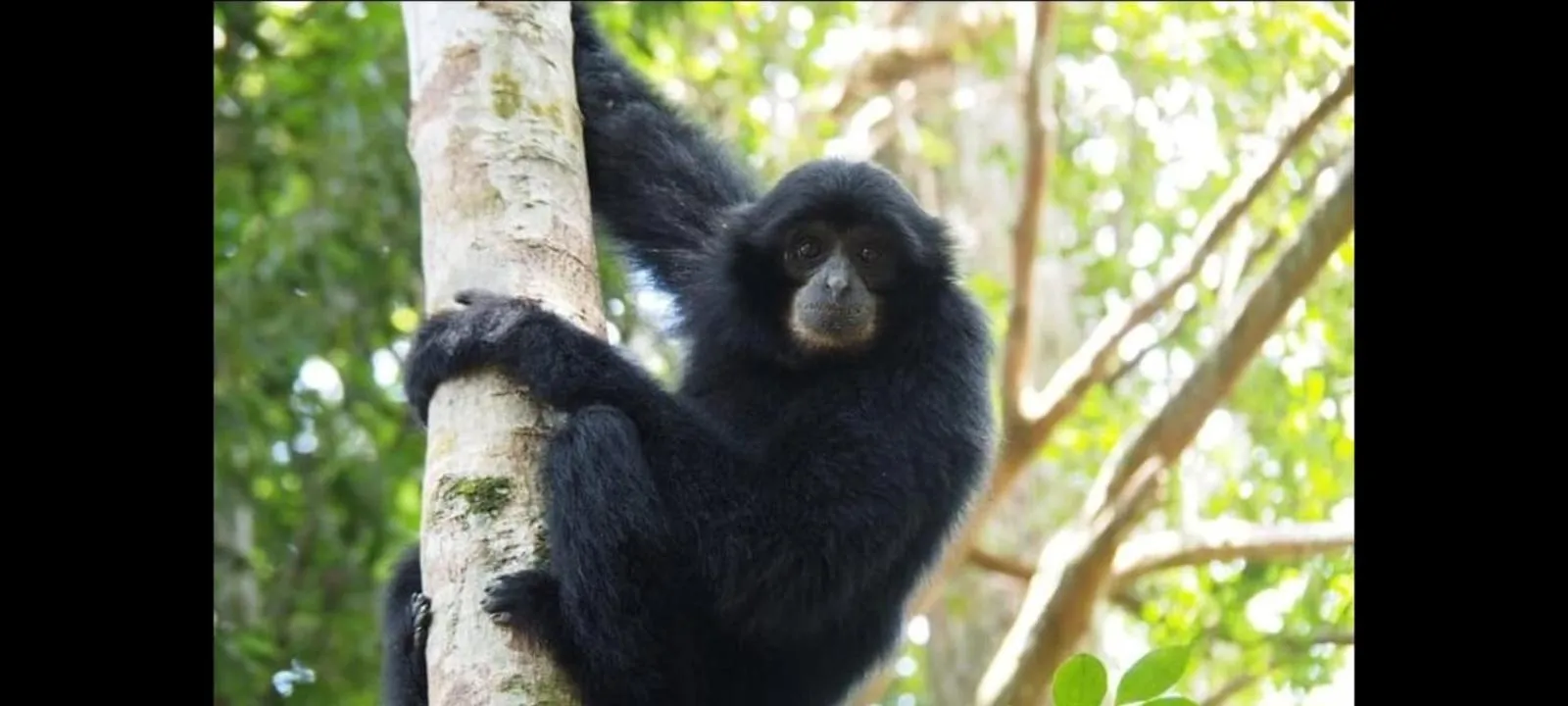 Ustin Nagoya Bukit Lawang Orangutan Trekking & transport only book with us