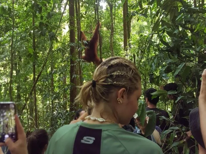 Ustin Nagoya Bukit Lawang Orangutan Trekking & transport only book with us