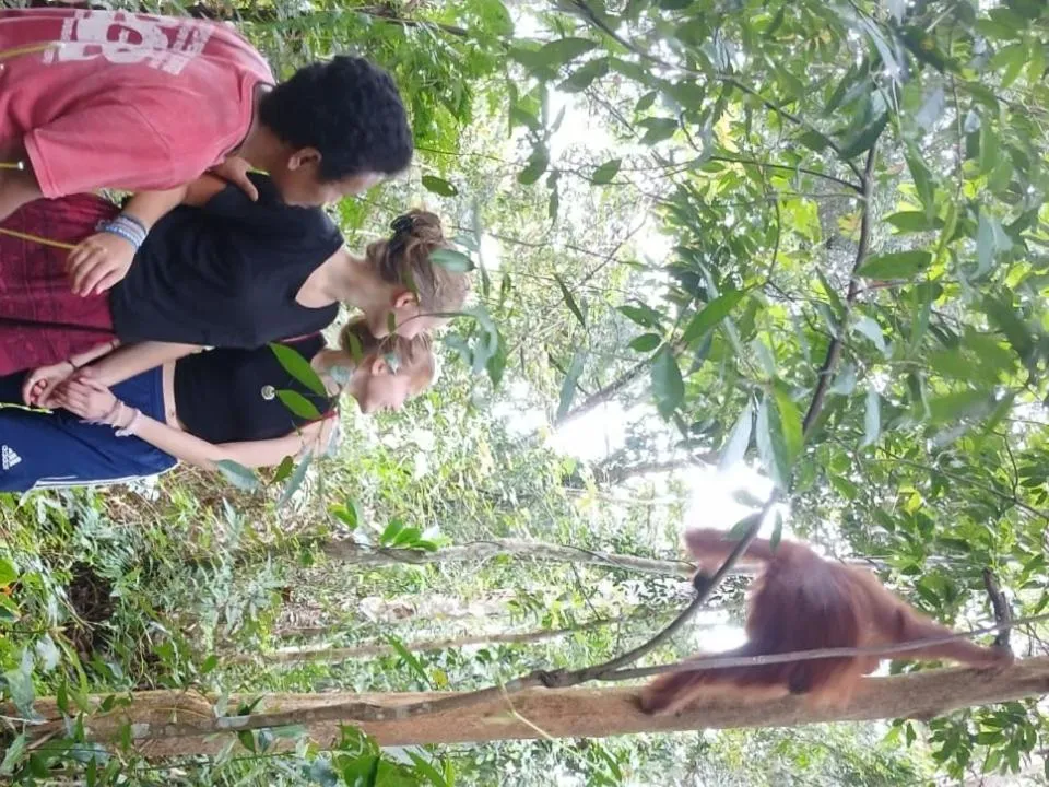 Ustin Nagoya Bukit Lawang Orangutan Trekking & transport only book with us