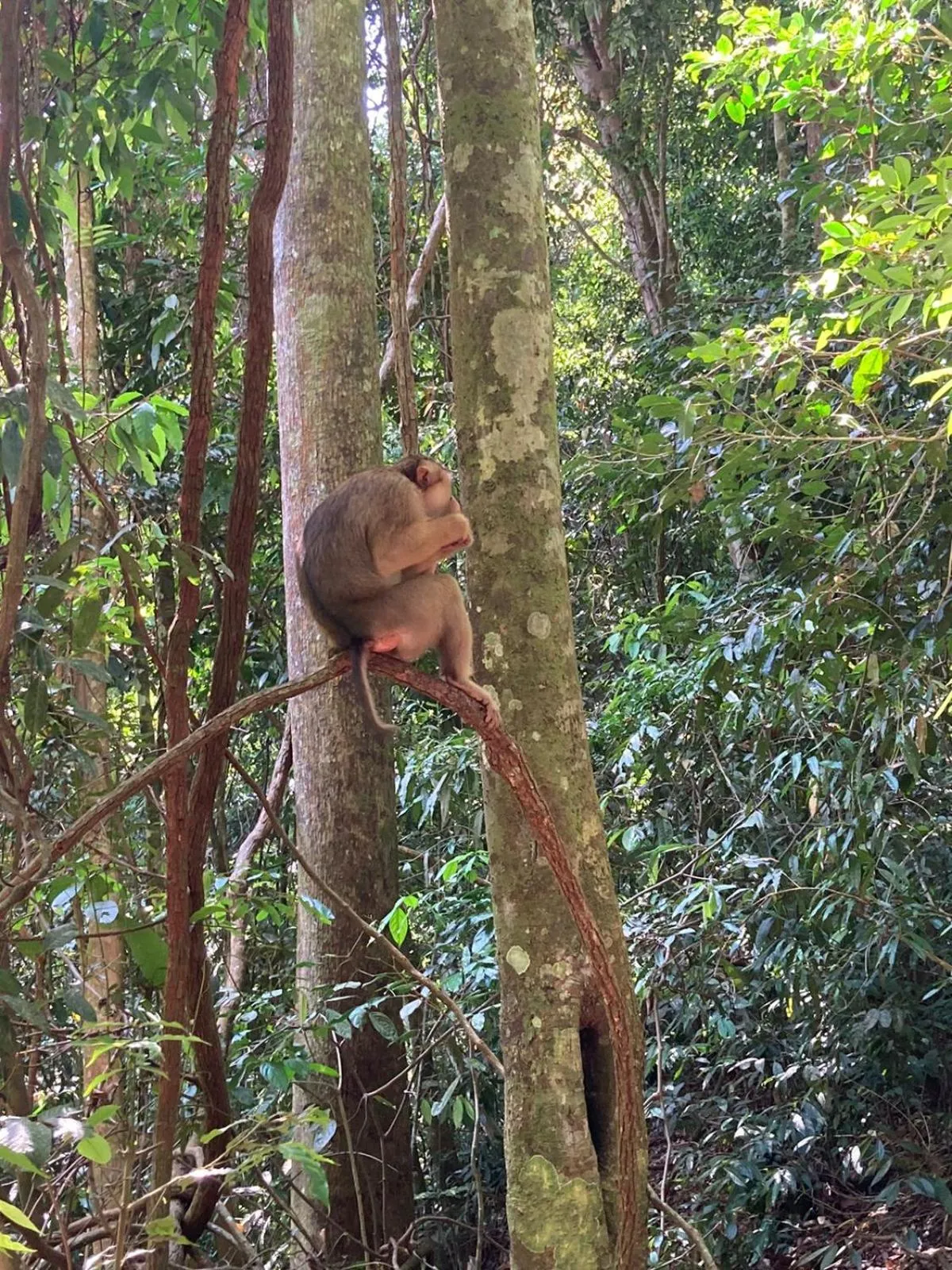Location in Ustin Nagoya Bukit Lawang Orangutan Trekking & transport only book with us