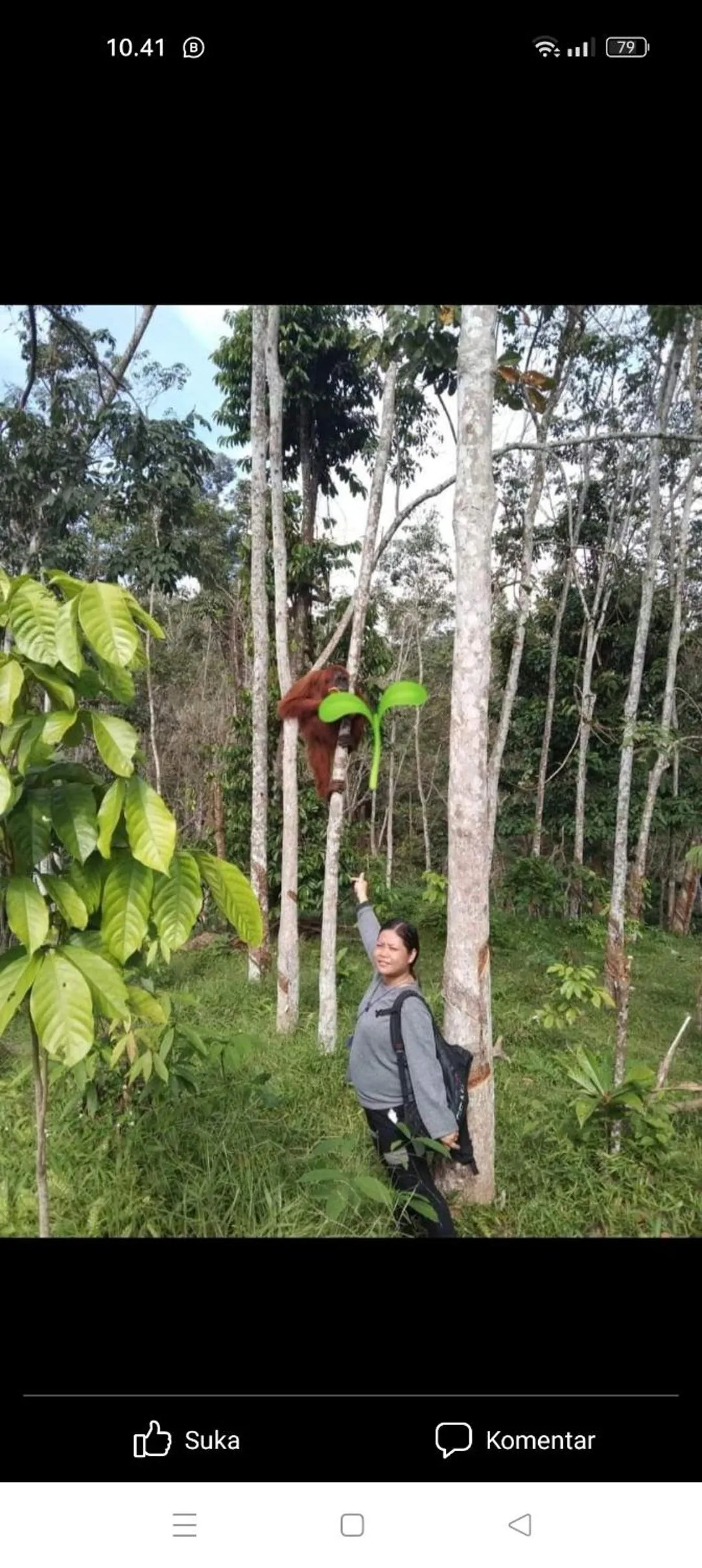 Spring in Ustin Nagoya Bukit Lawang Orangutan Trekking & transport only book with us