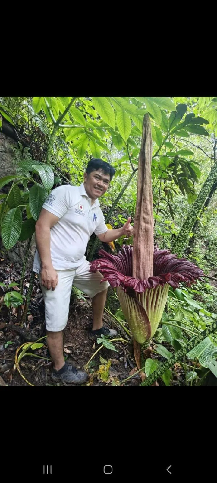 Ustin Nagoya Bukit Lawang Orangutan Trekking & transport only book with us
