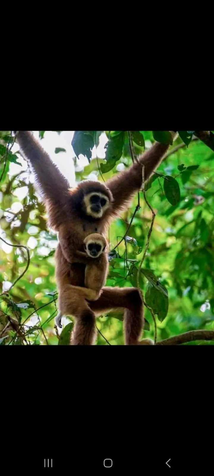 Ustin Nagoya Bukit Lawang Orangutan Trekking & transport only book with us
