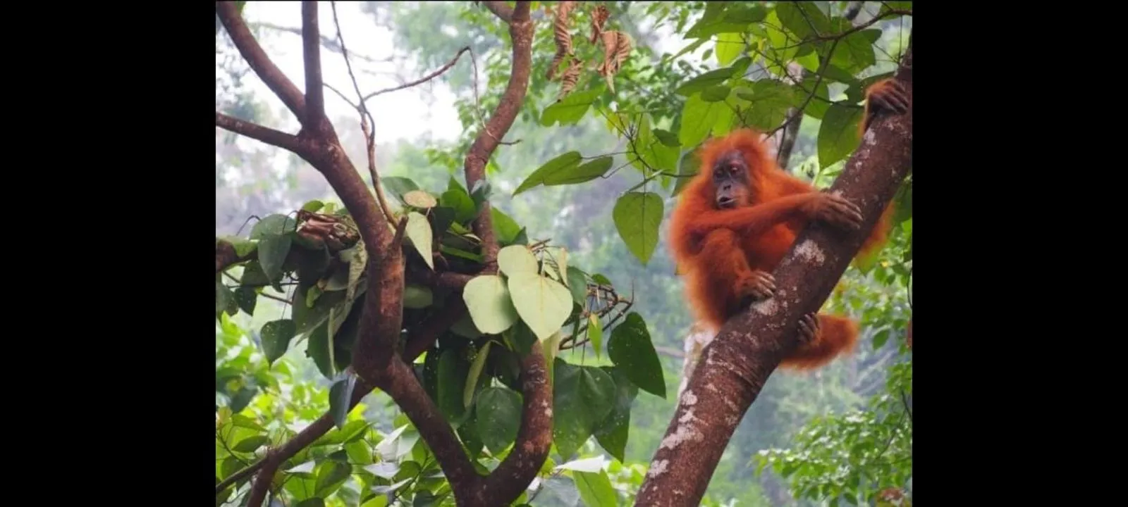 Ustin Nagoya Bukit Lawang Orangutan Trekking & transport only book with us