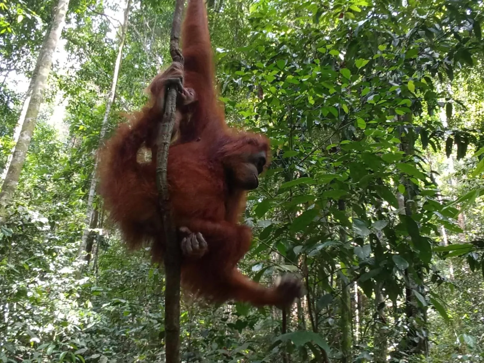 Natural landscape in Ustin Nagoya Bukit Lawang Orangutan Trekking & transport only book with us