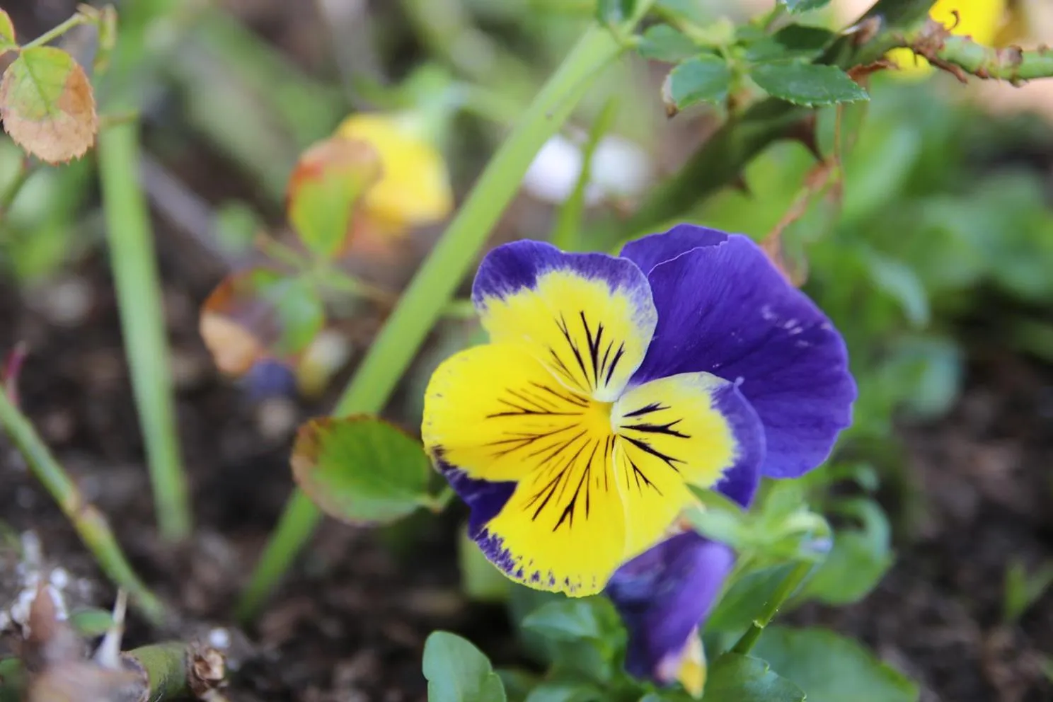 Coral Tree SelfCatering