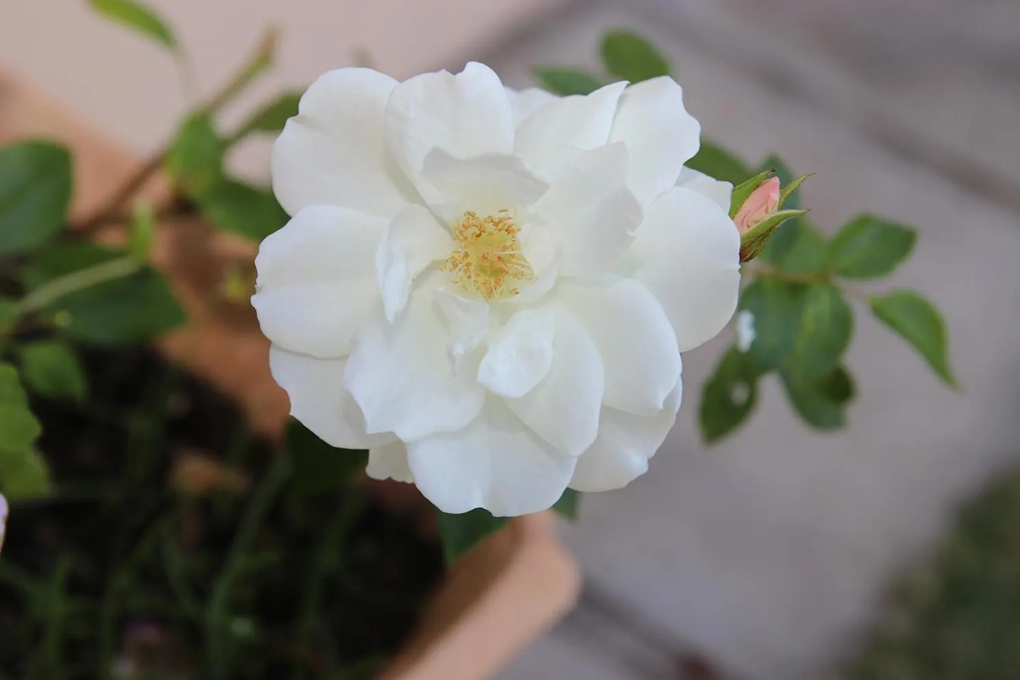 Coral Tree SelfCatering