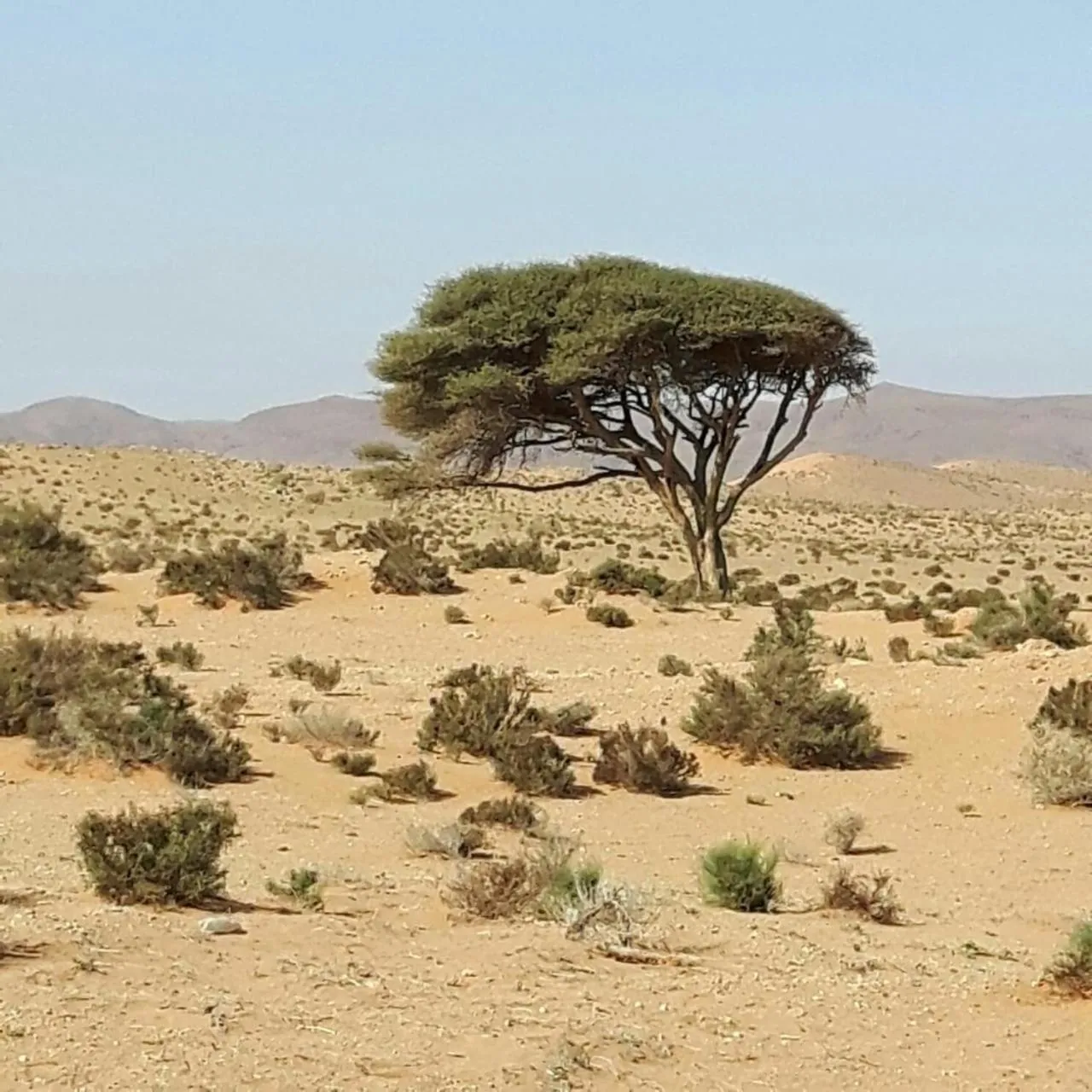 Natural landscape in Auberge Aain Nakhla