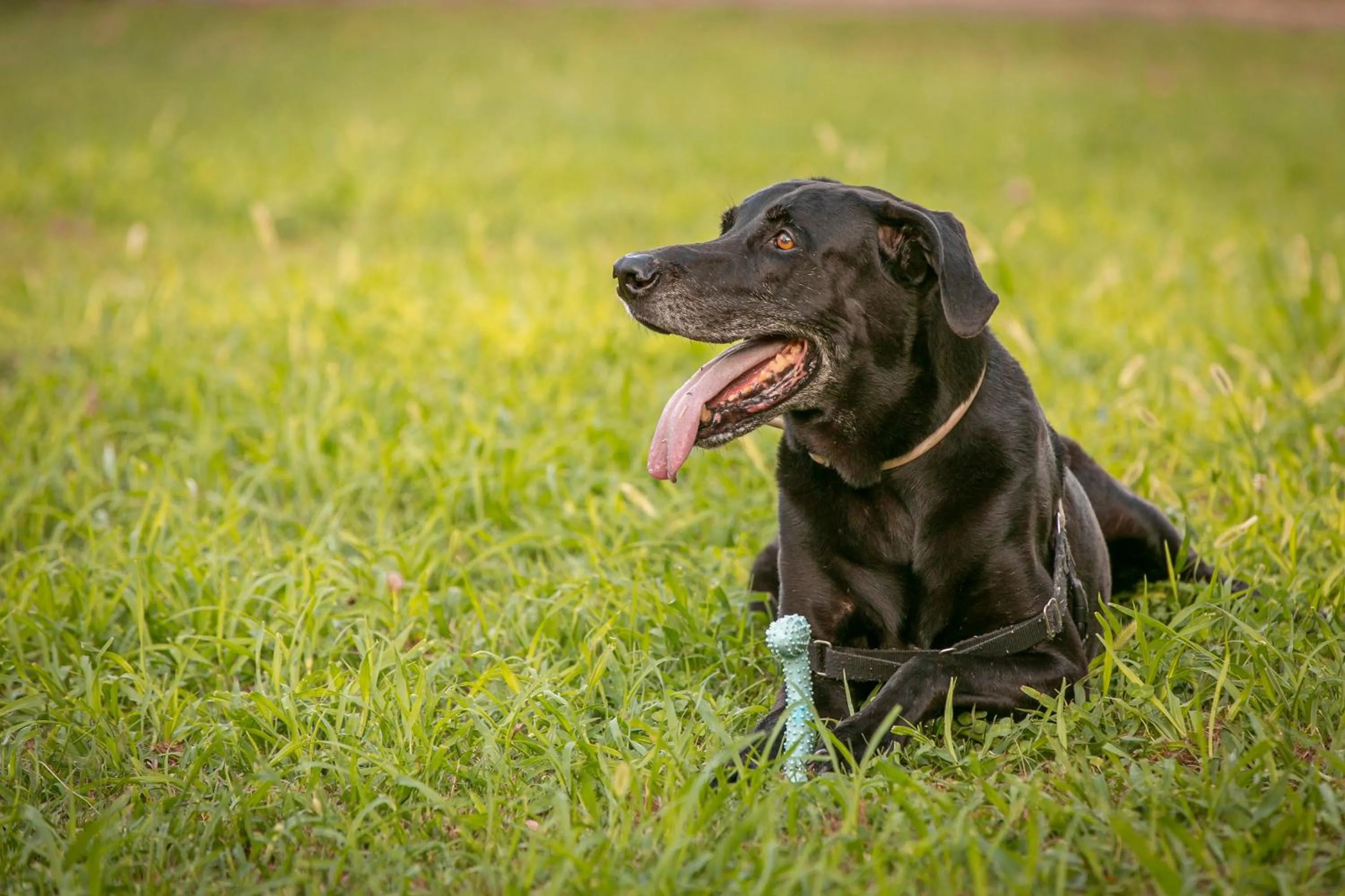 Garden in Hotel Boomerang