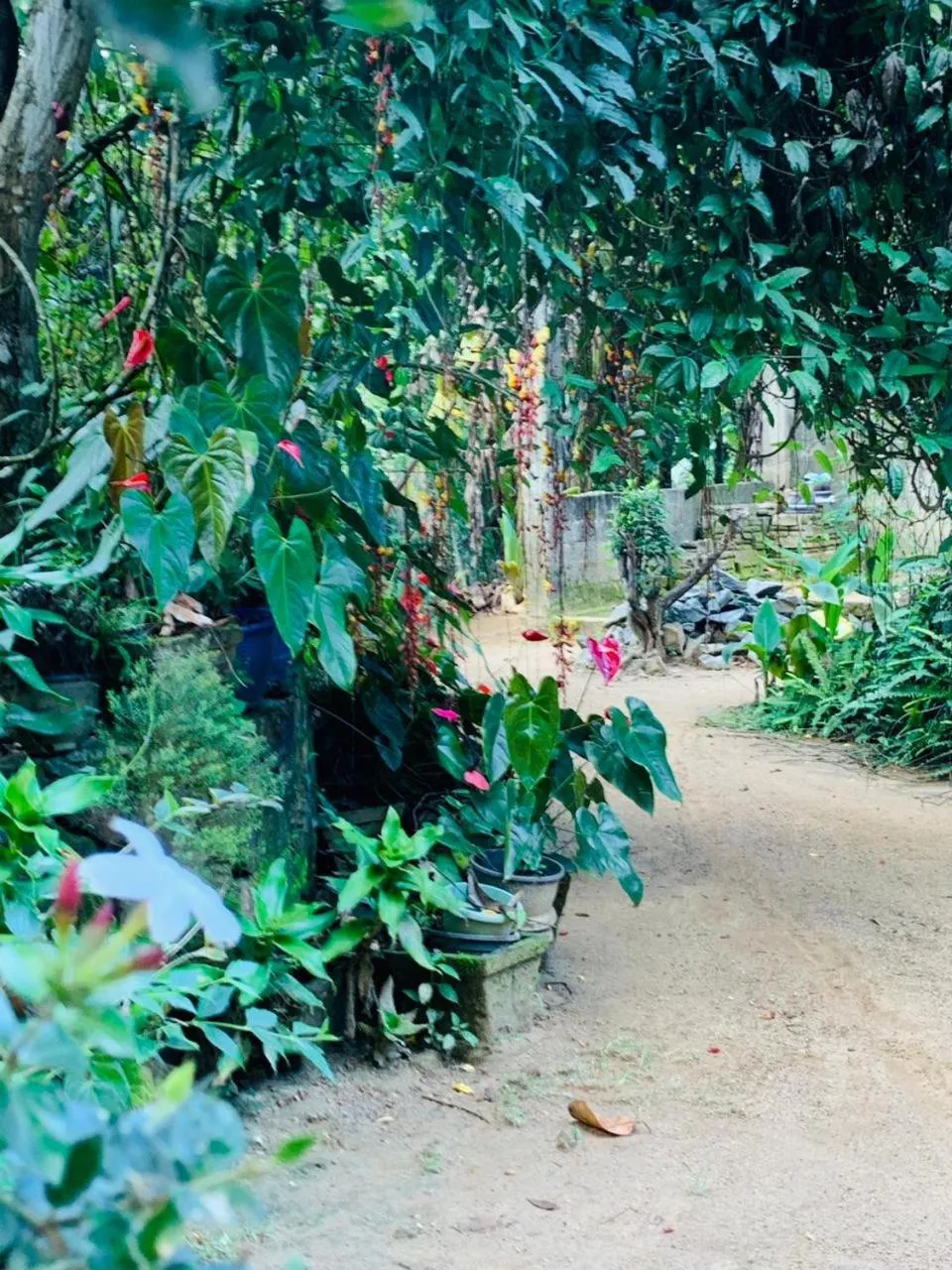 Garden in Little Cottage