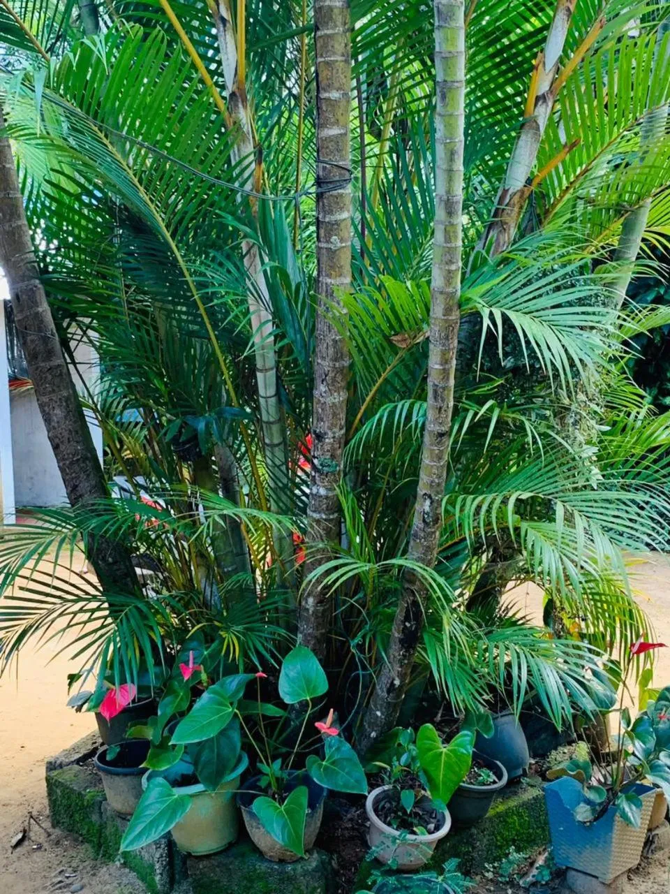 Garden in Little Cottage