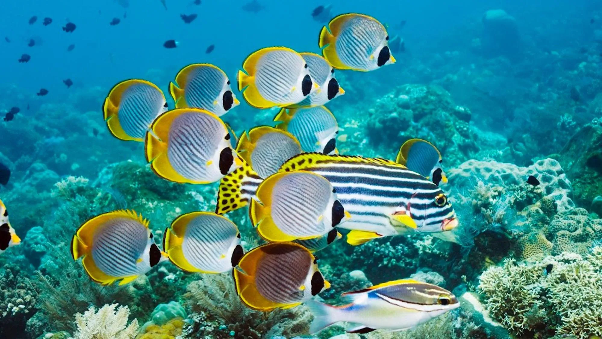 Activities in Jasmina Estate by Villas Direct Bali