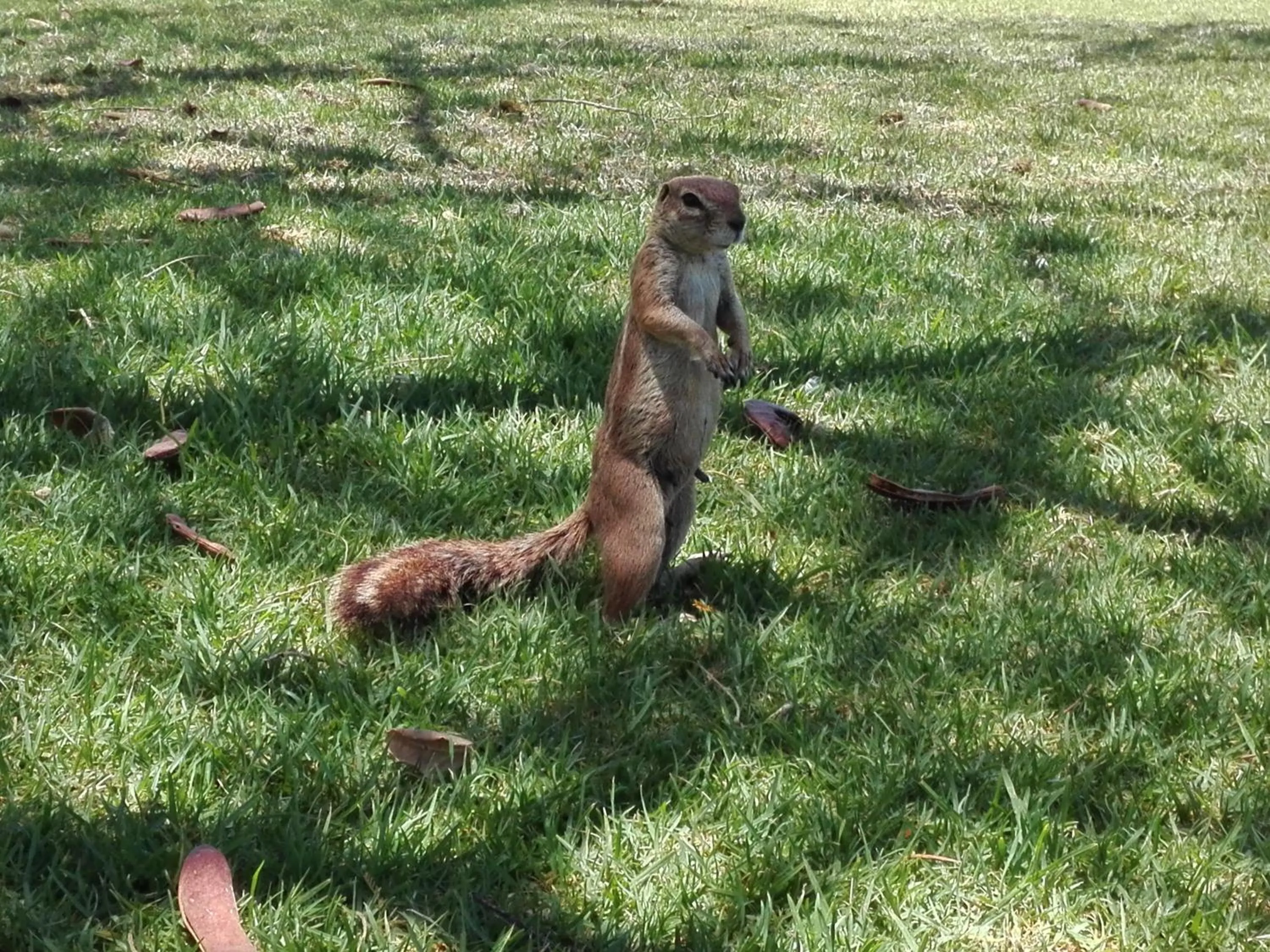 Pets in Daisy Country Lodge