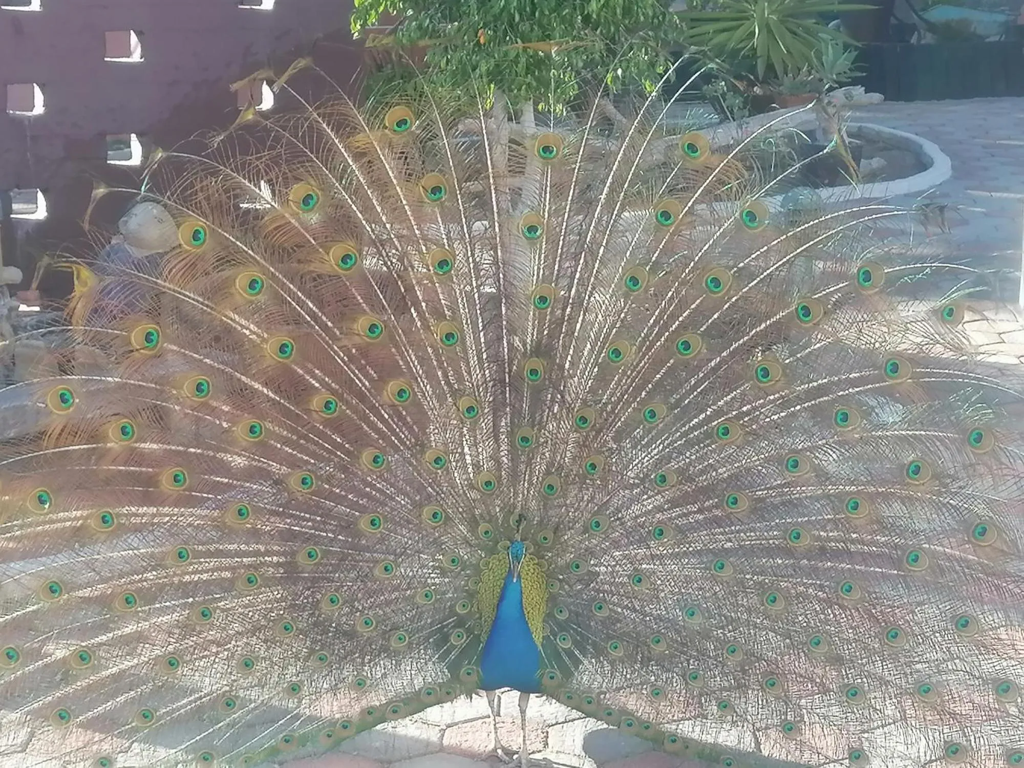 Animals in Daisy Country Lodge