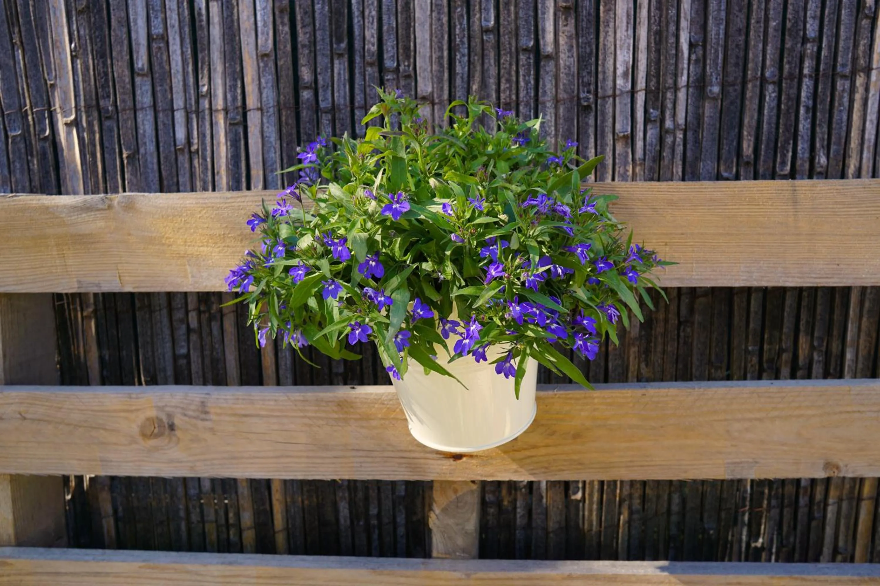 Restaurant/places to eat in Lone Star House