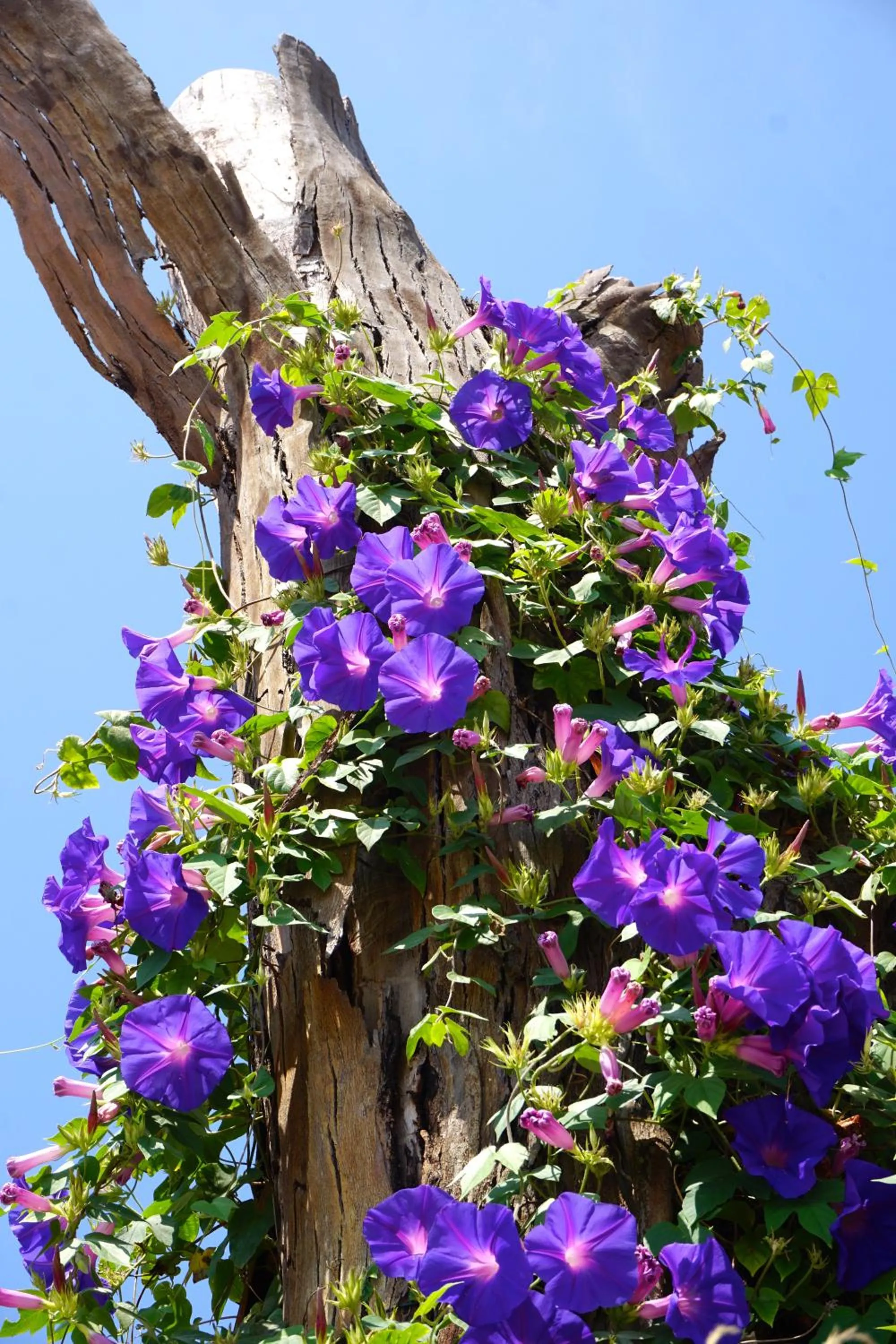 Patio in Lone Star House