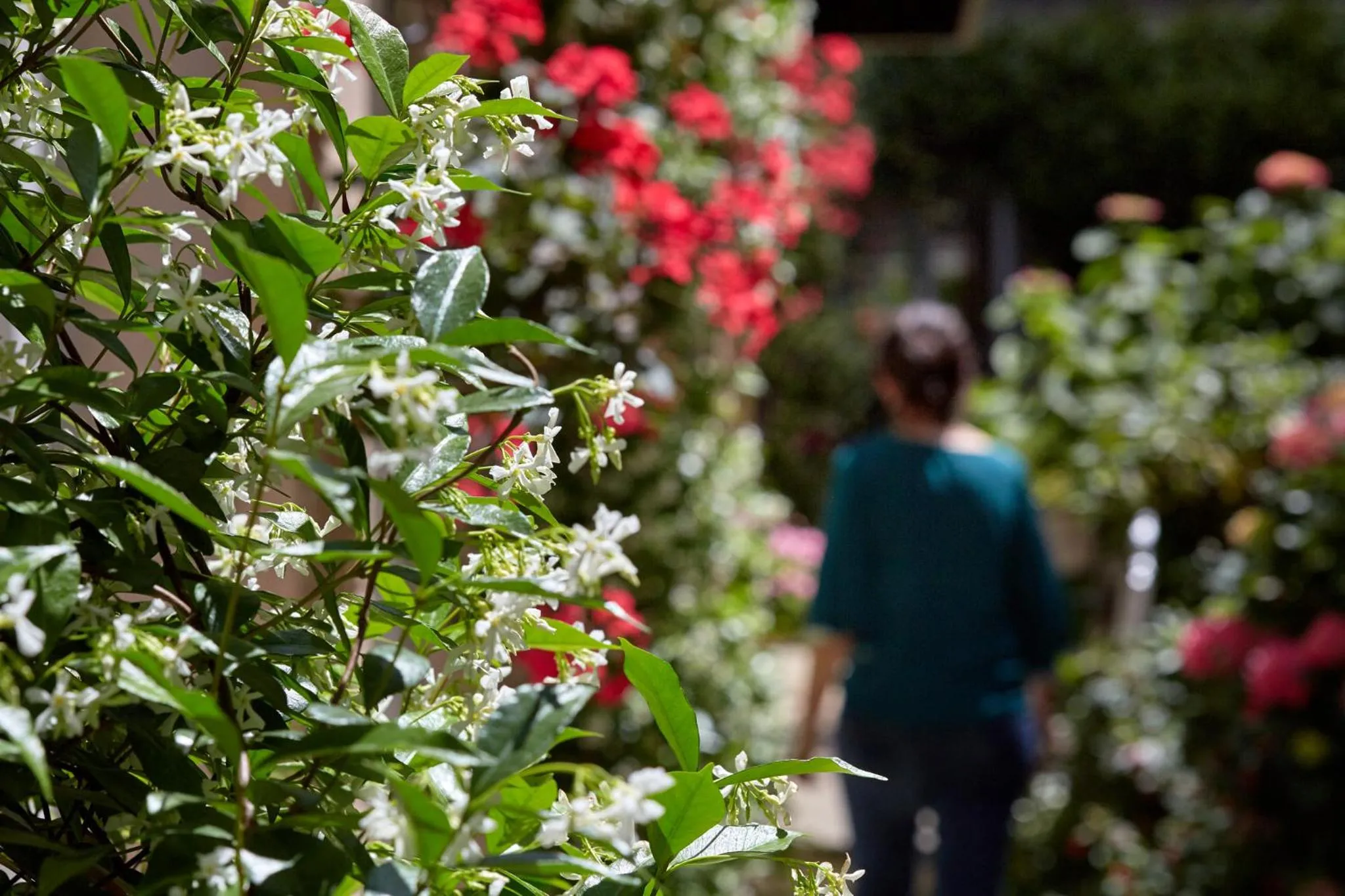 Garden in Le Vert Galant - Auberge Etchegorry