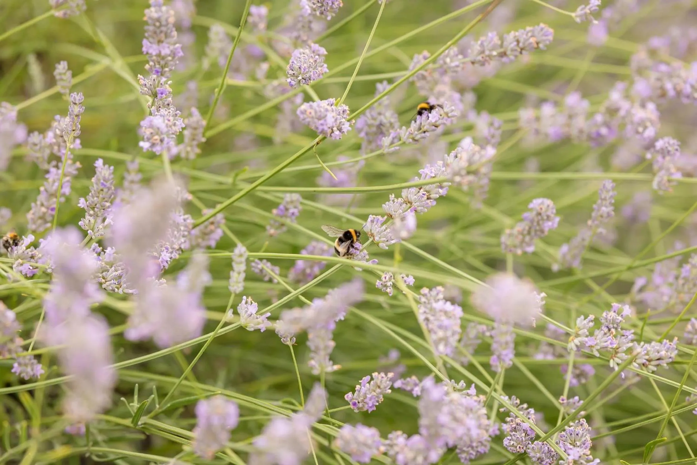 Garden in The Dunraven, Adare