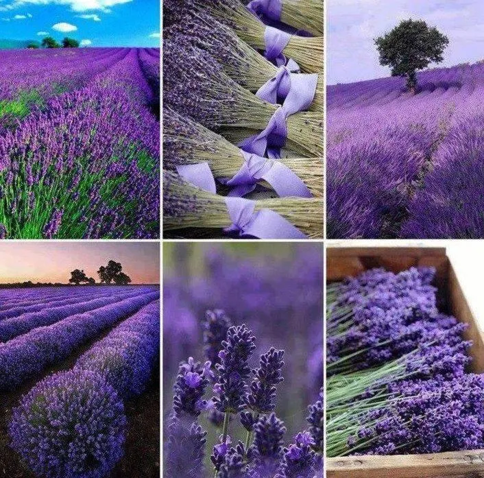 Spring in "Le Pigeonnier" chambre d'hôte