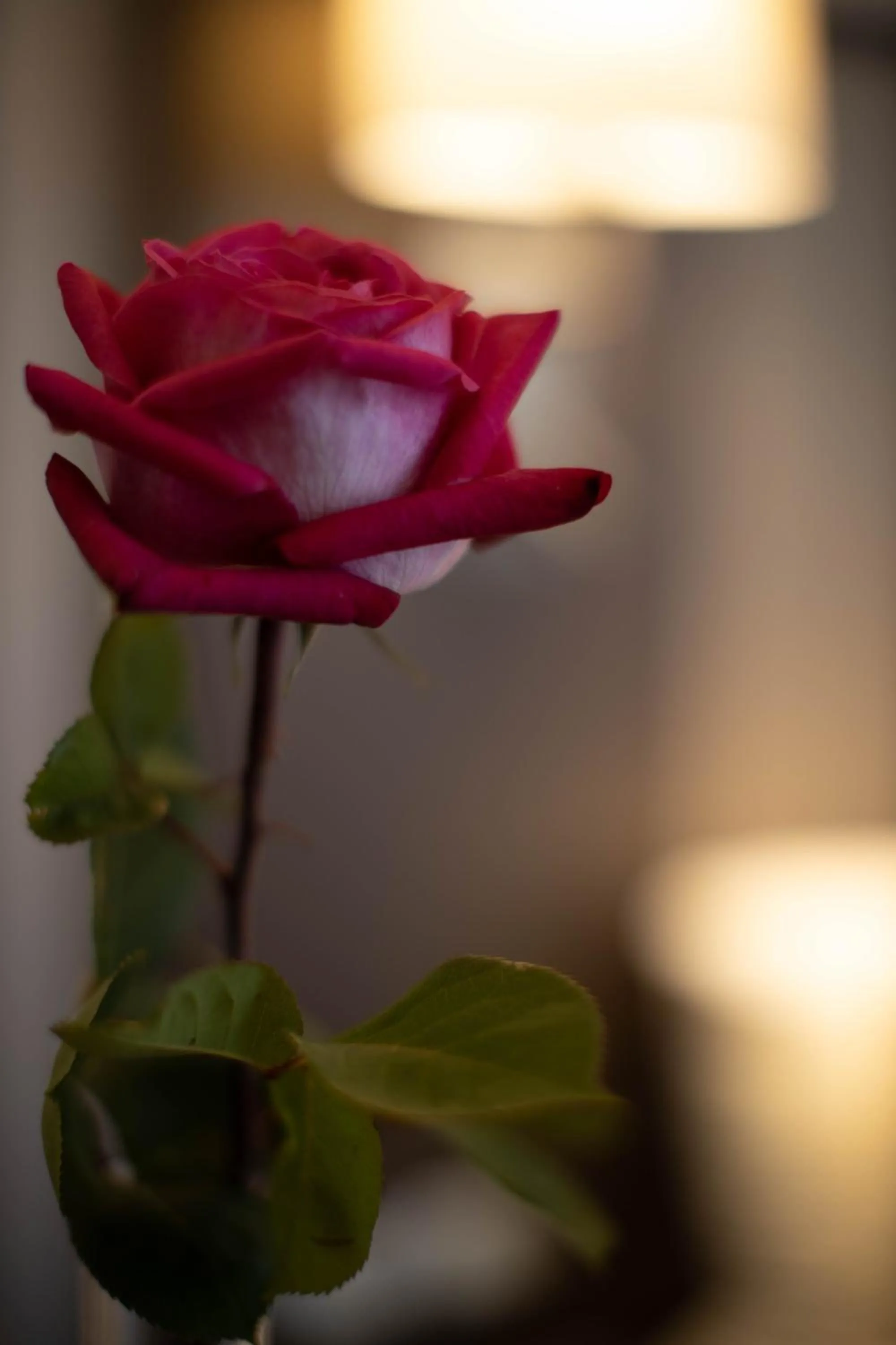 Decorative detail in Hotel Continental