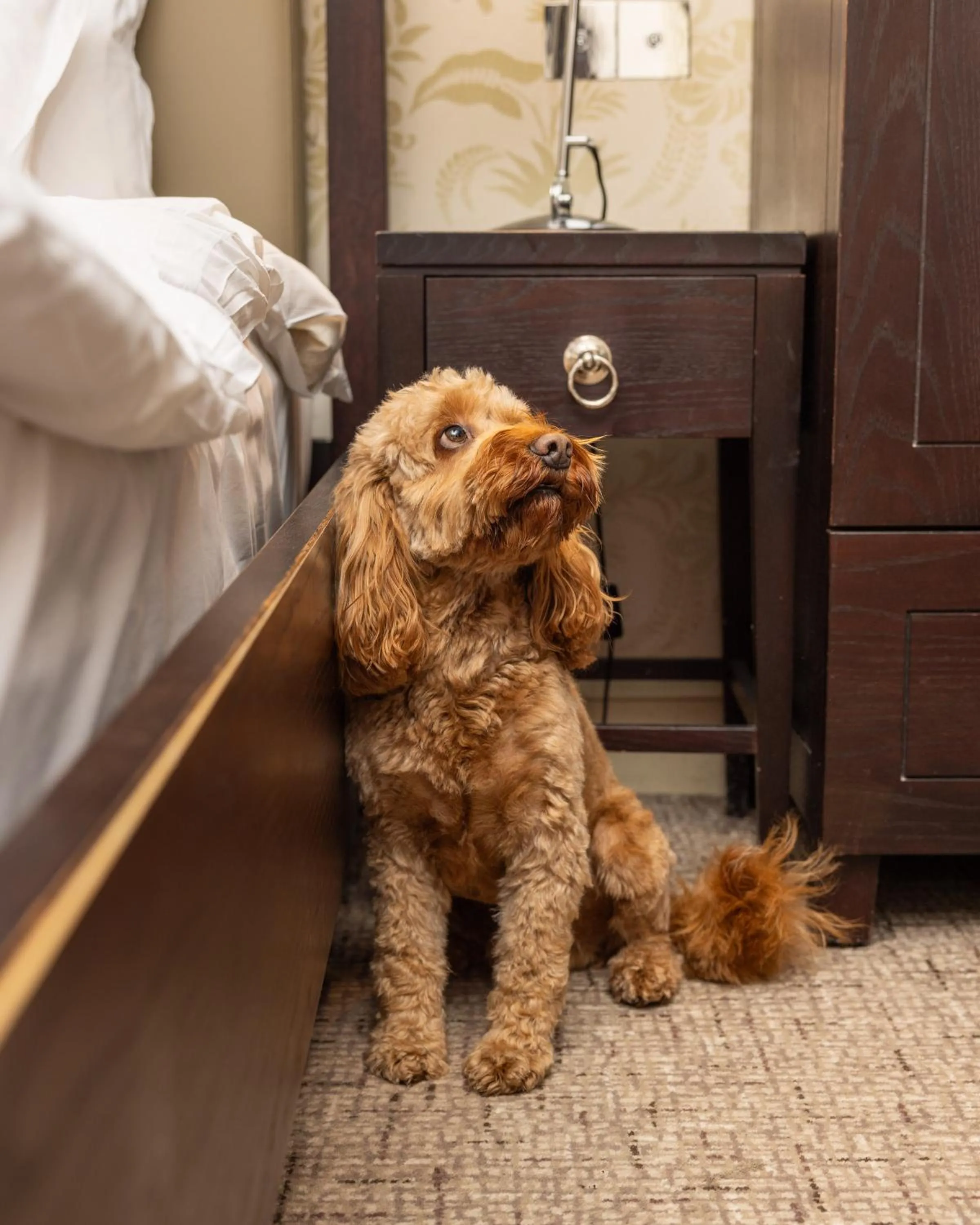 pet friendly in Stoke Place- Part of the Cairn Collection