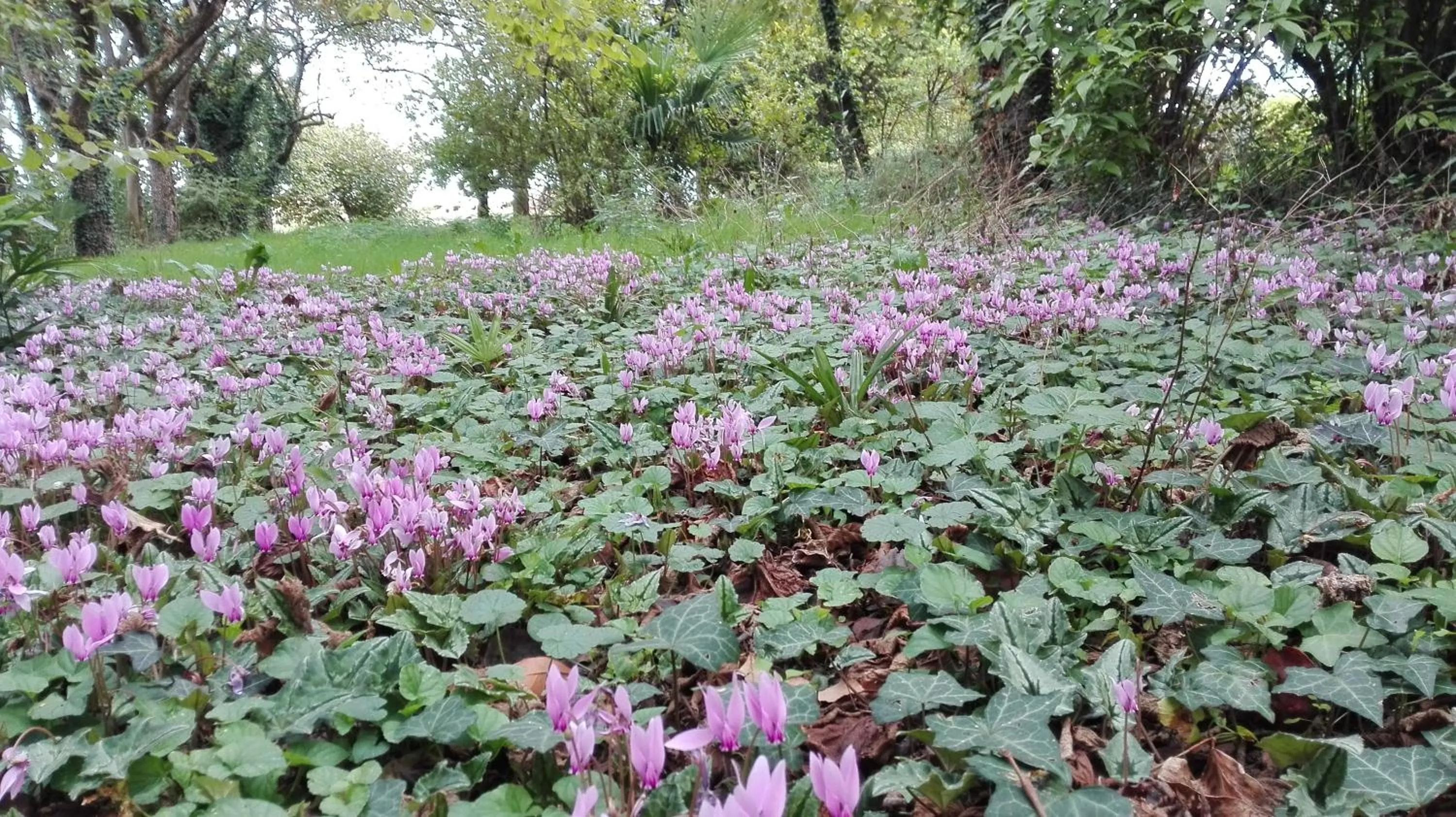 Garden view in B&B da Miriam