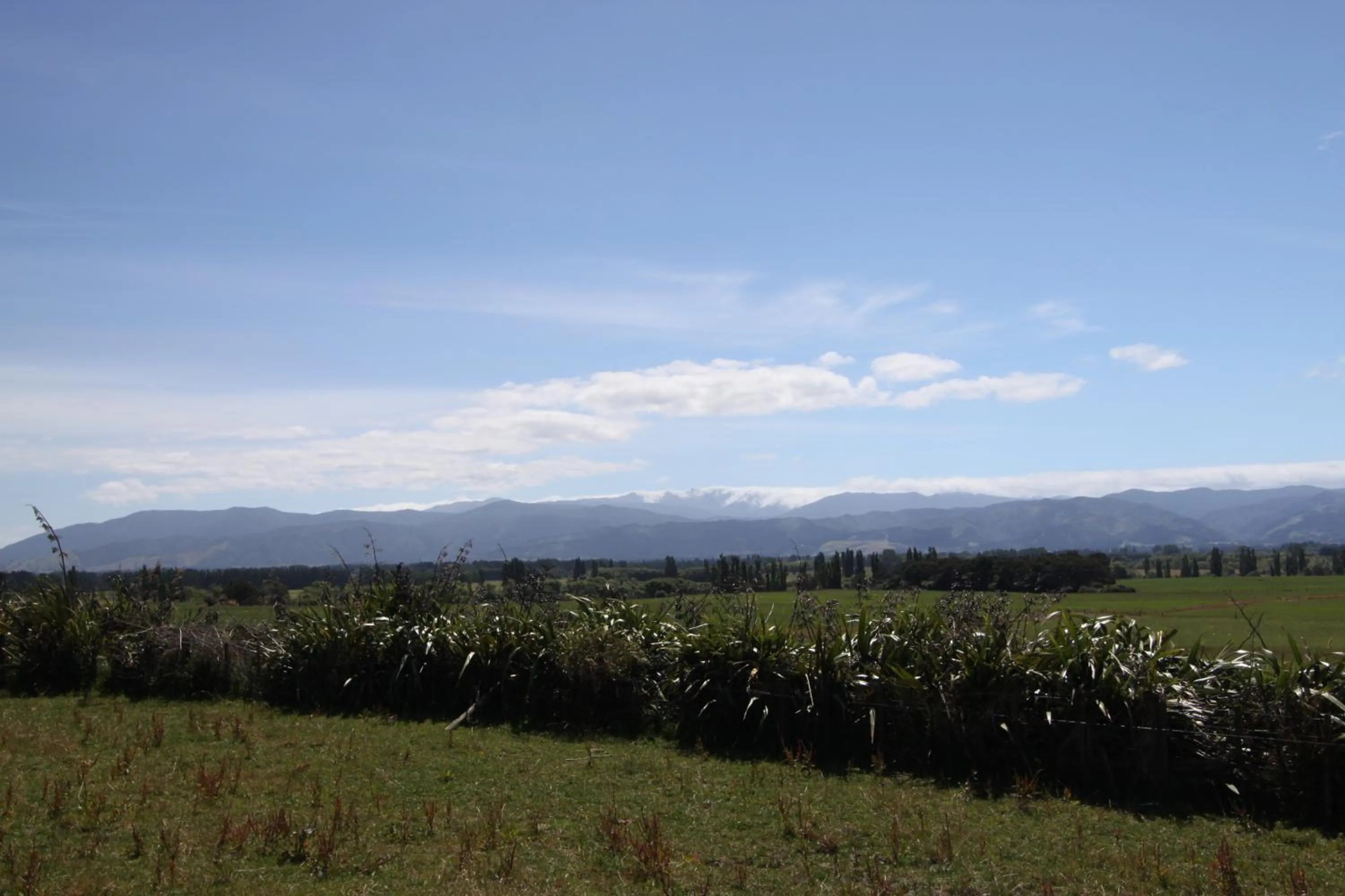 Mountain view in Languor B&B
