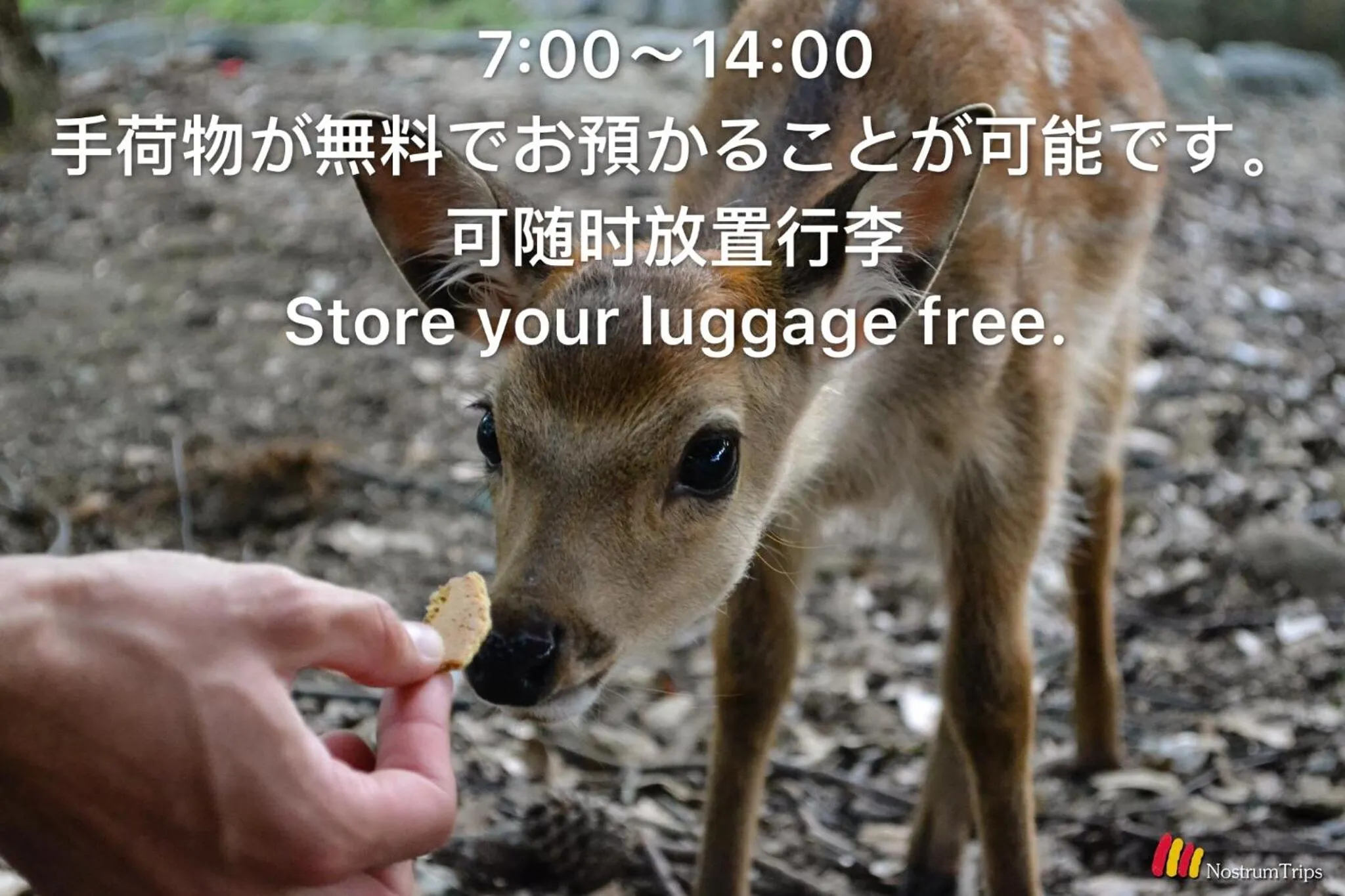 Nara Deer Hostel - Foreigners Only