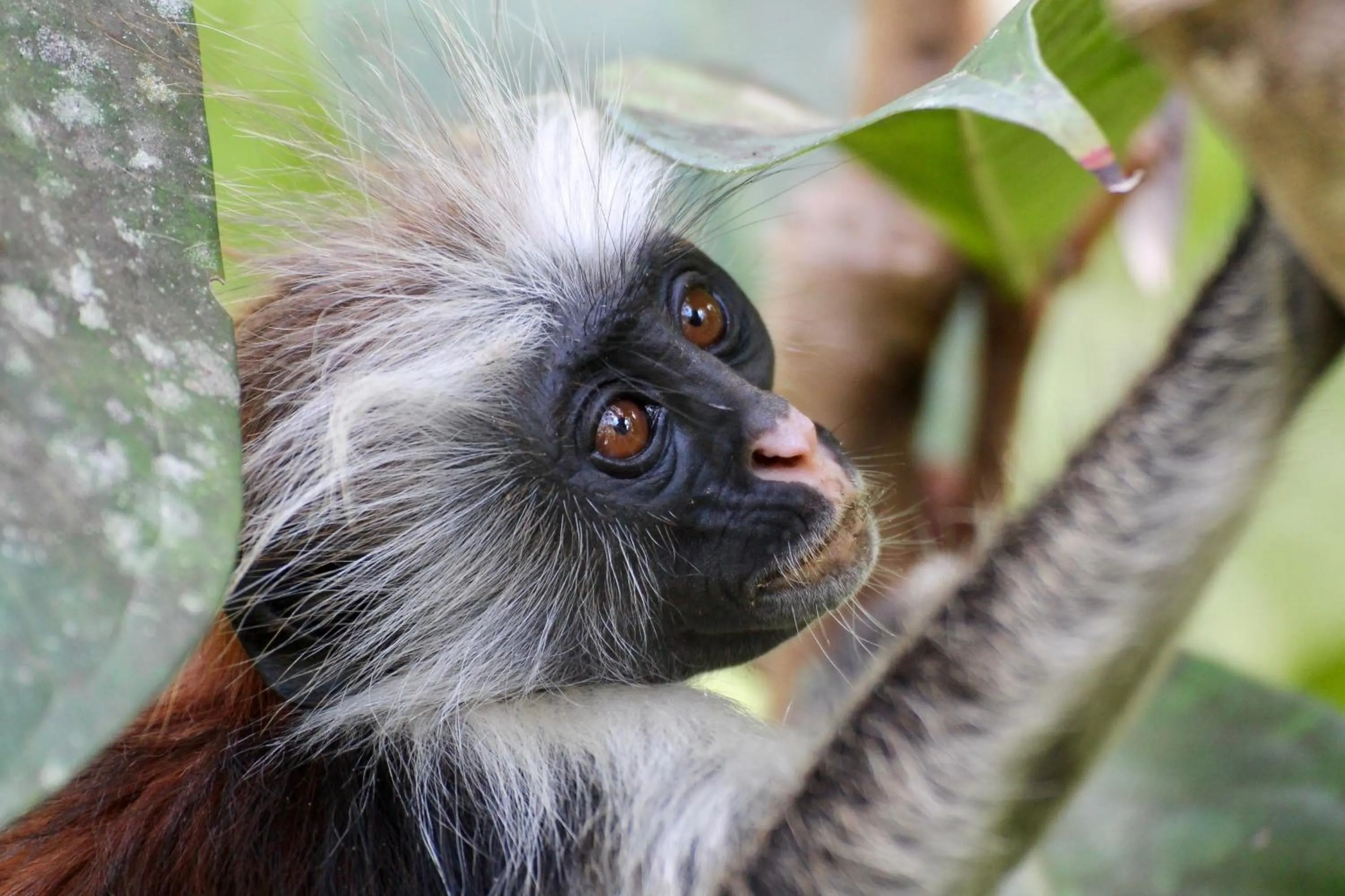 Activities in Mahali Zanzibar