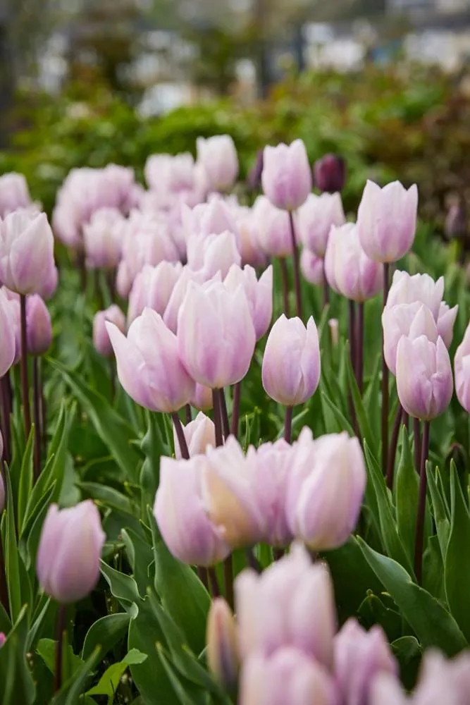 Spring in Perryville House