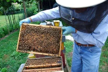 Animals in Perryville House