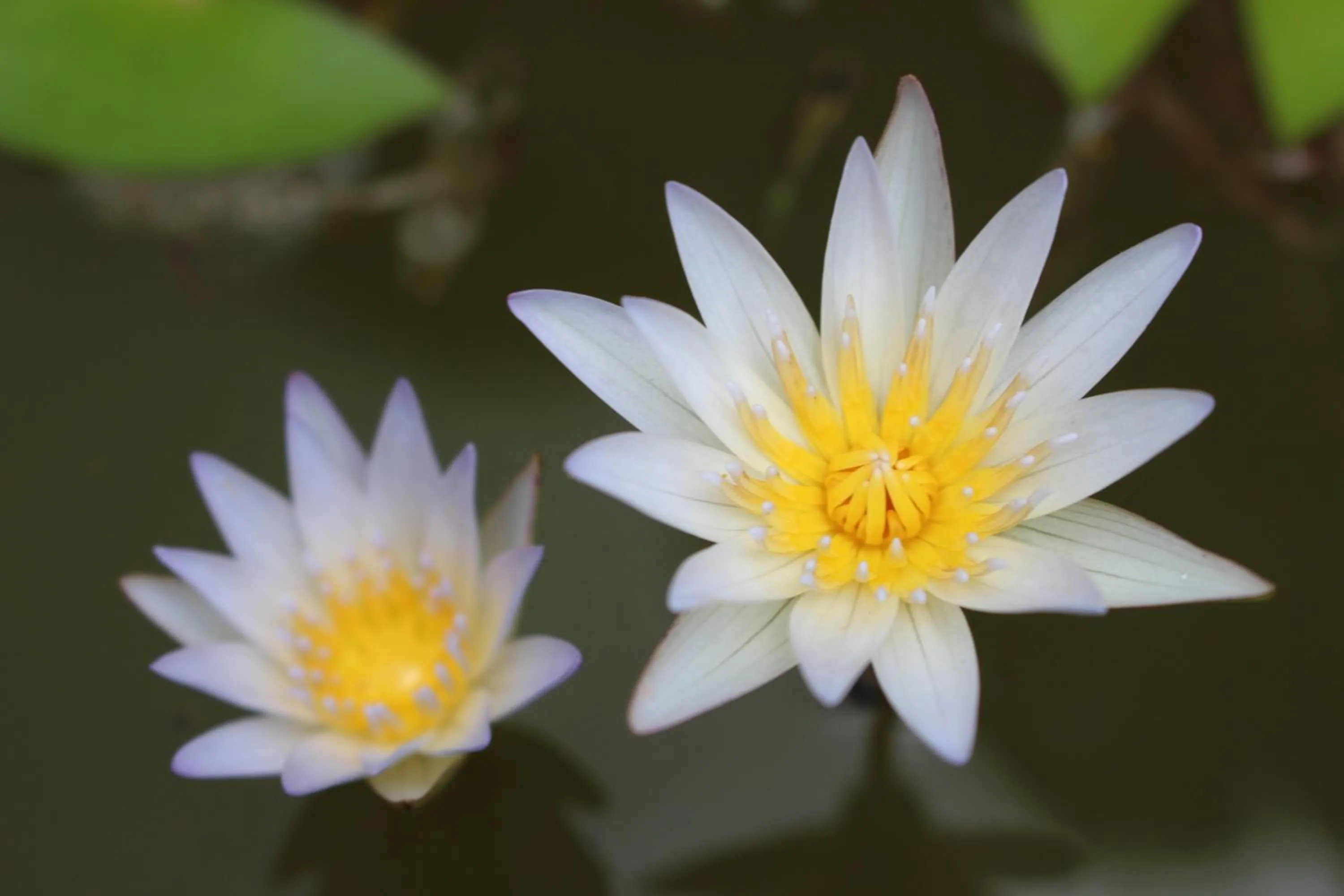 Other in e-stay Hanthana Kandy