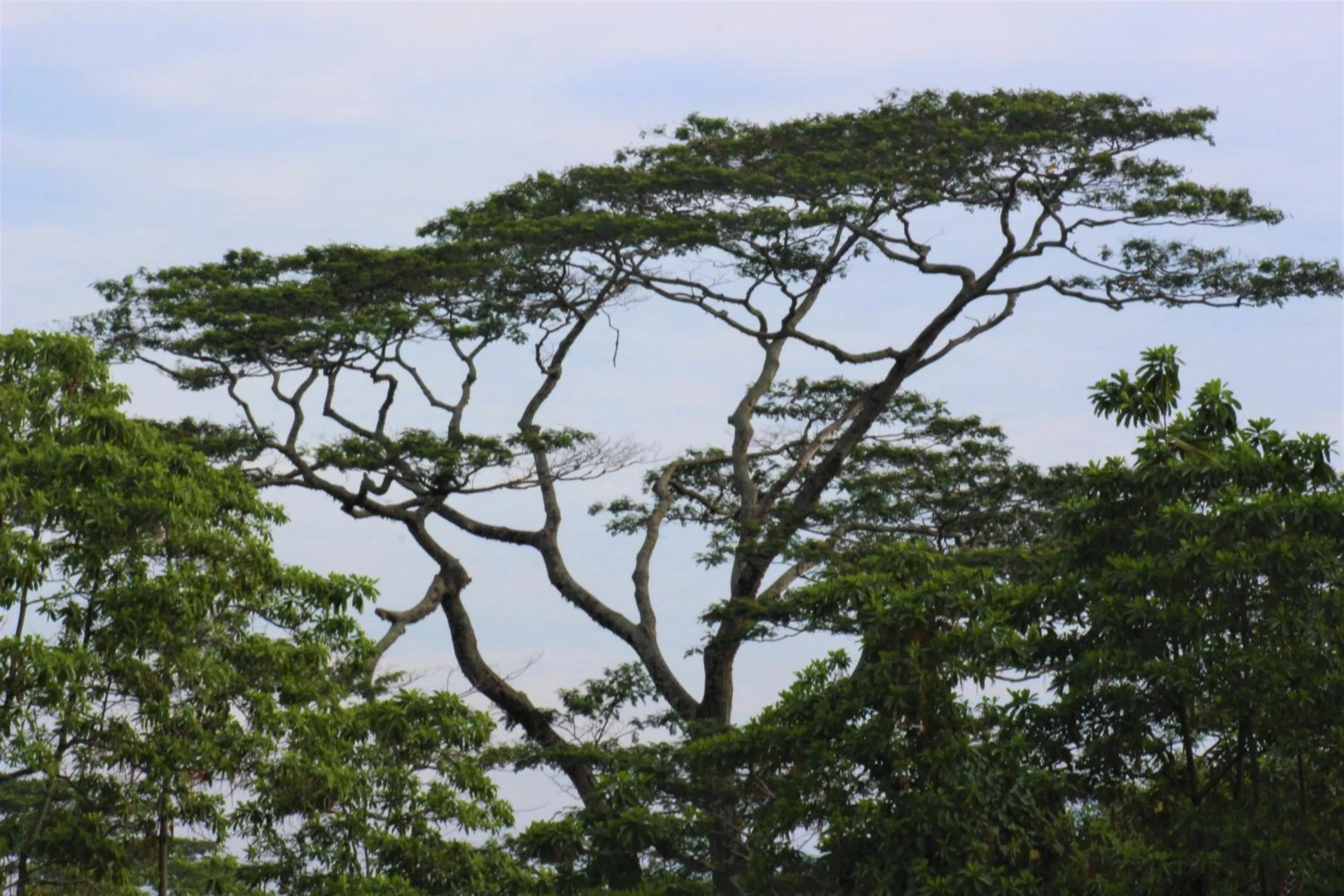 View (from property/room) in e-stay Hanthana Kandy