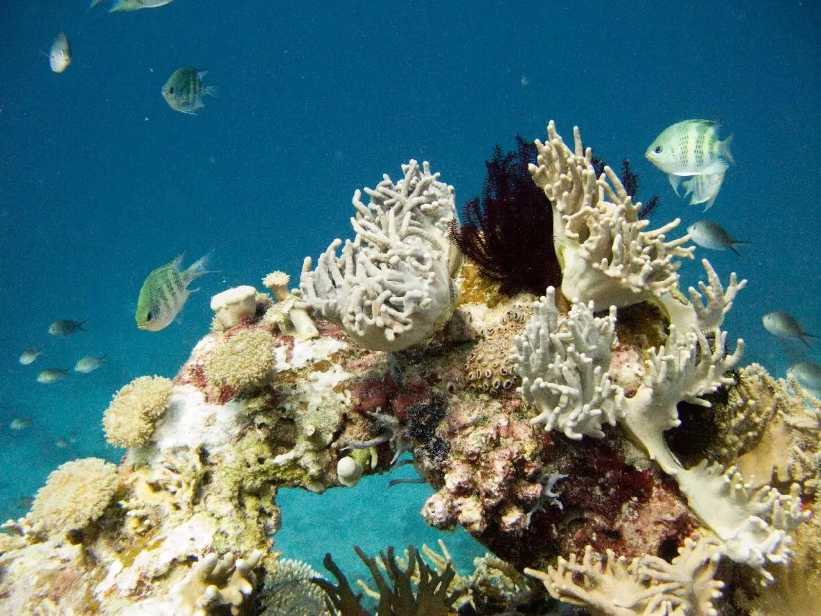 Snorkeling in Batu Ampar Menjangan