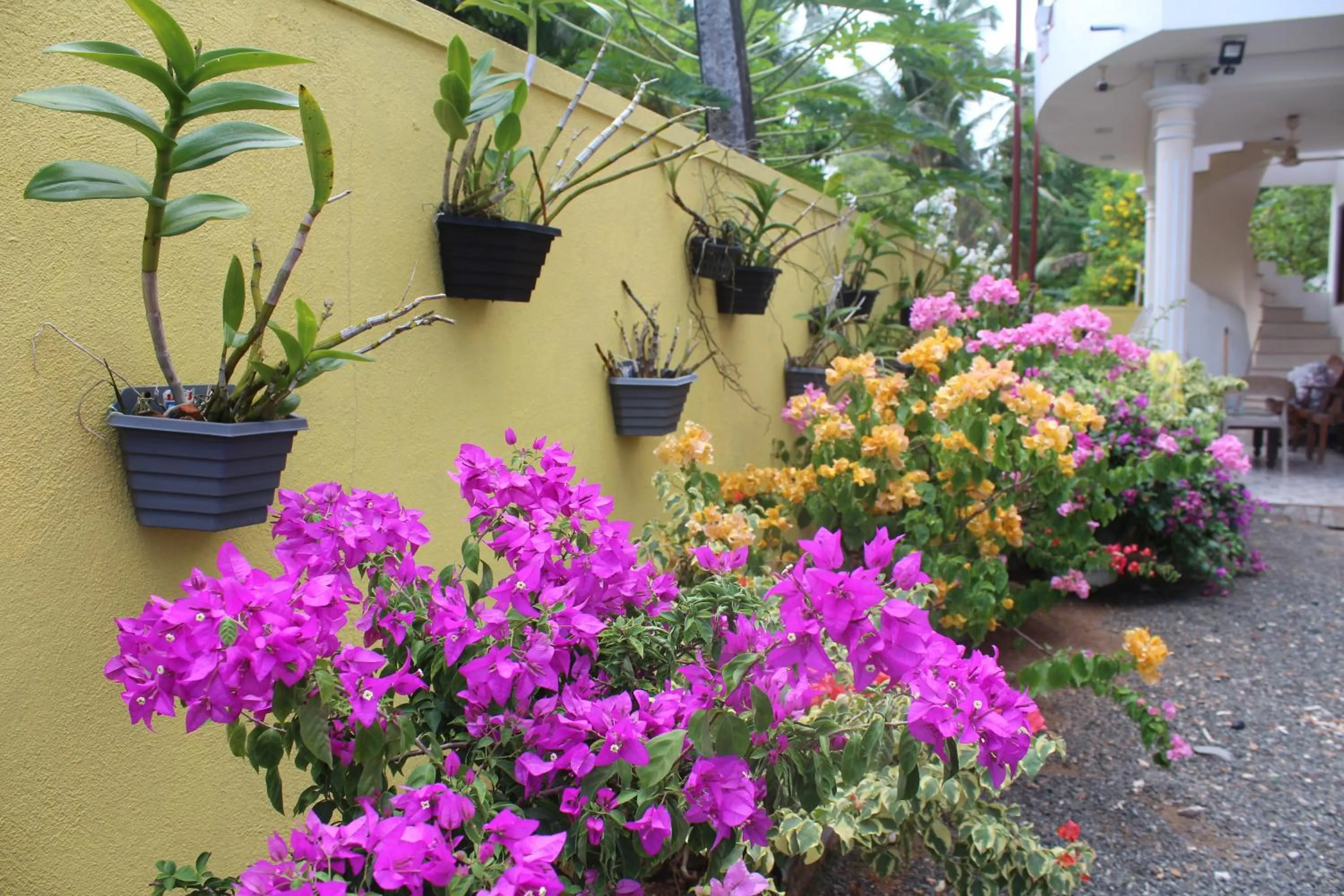 Garden in White Elephant Villa & Restaurant