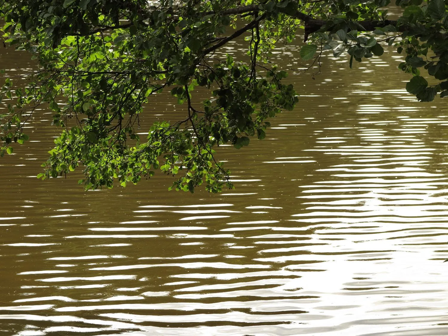 Natural landscape in Seegasthof Franz Bolz GBR
