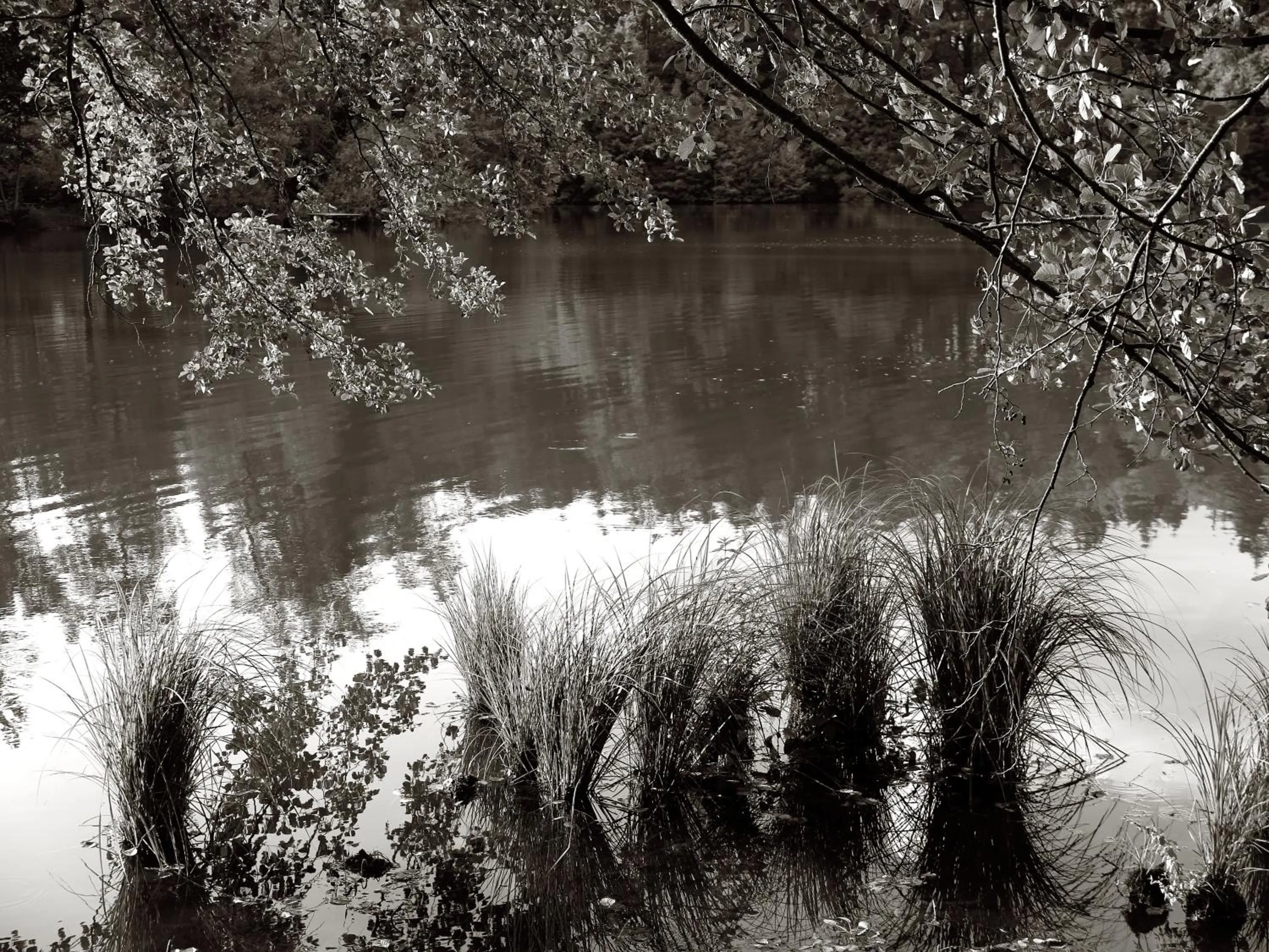 Natural landscape in Seegasthof Franz Bolz GBR