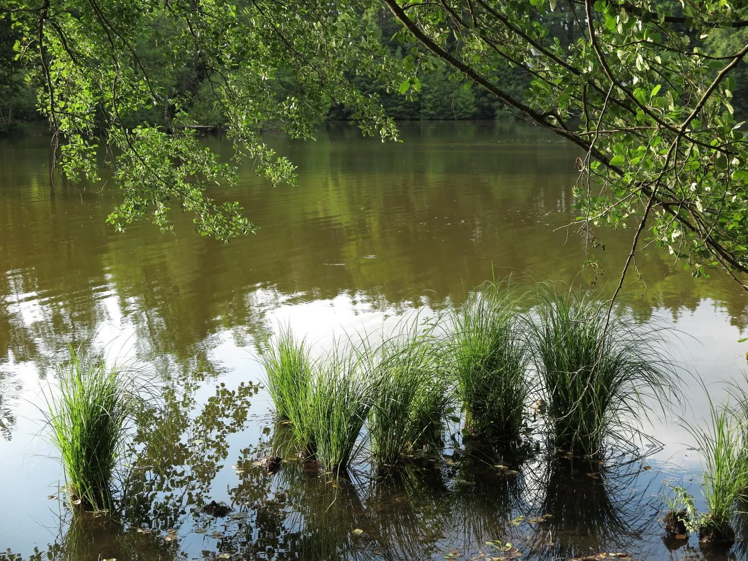 Natural landscape in Seegasthof Franz Bolz GBR