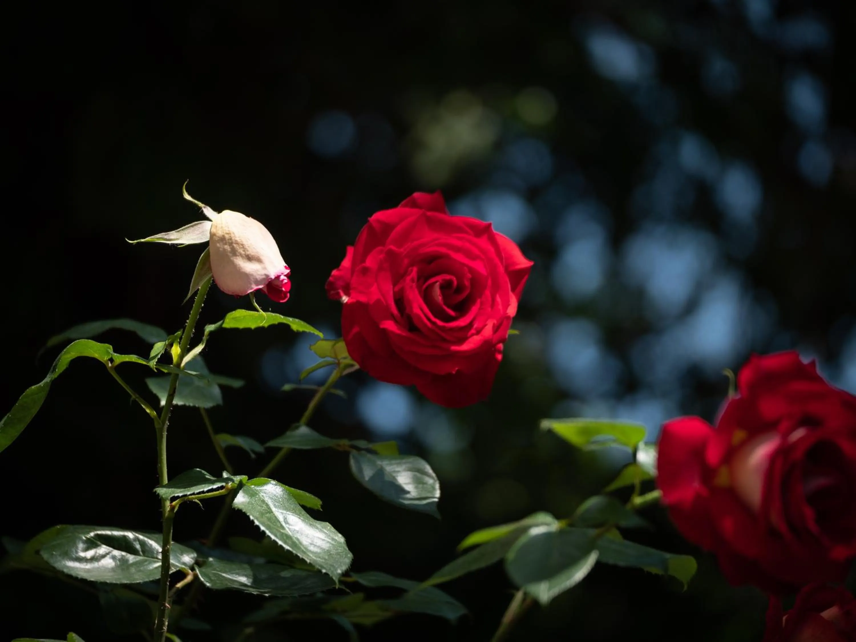 Garden in Altera Roma Hôtel
