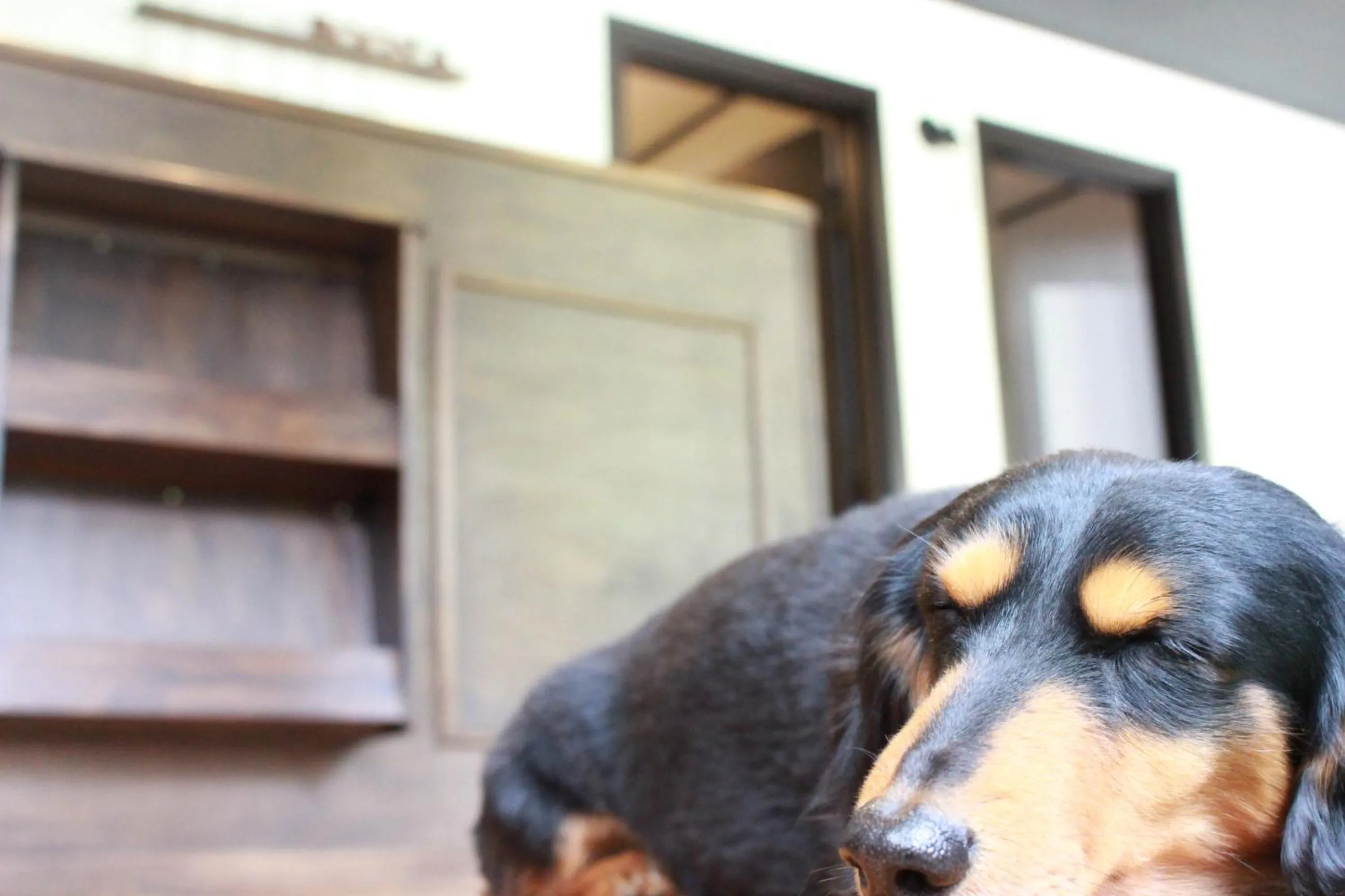 Pets in Nangoku Lodge Booya