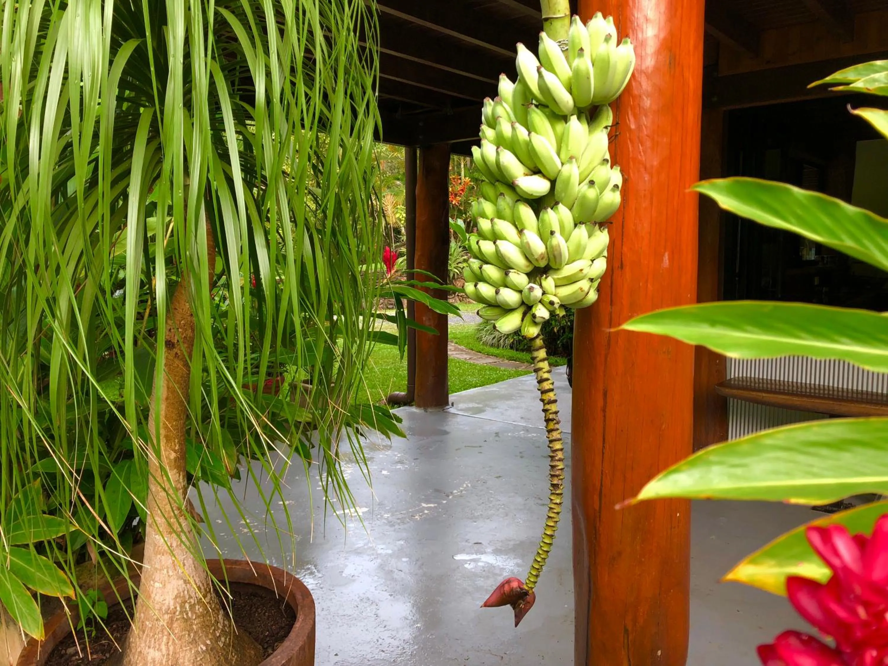 Food close-up in Daintree Manor B&B