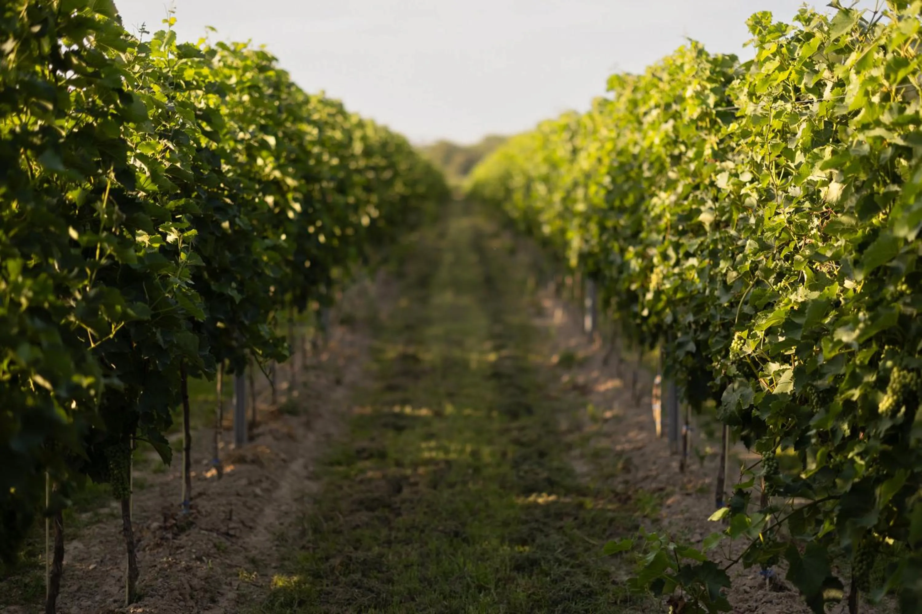 Hotel & Spa Pałac Mała Wieś