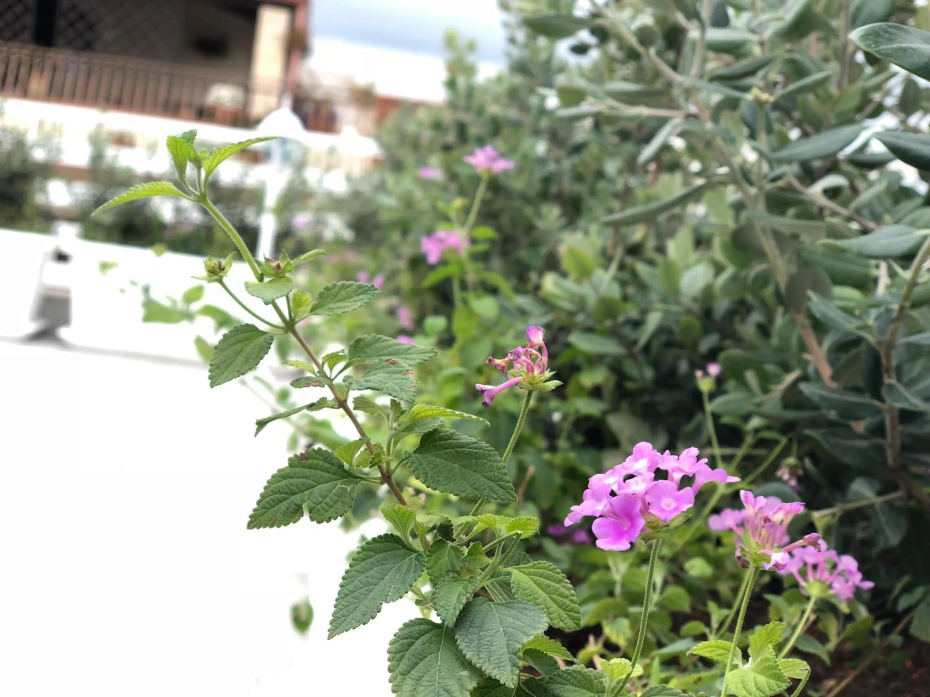 Balcony/Terrace in Maison Bijou B&B