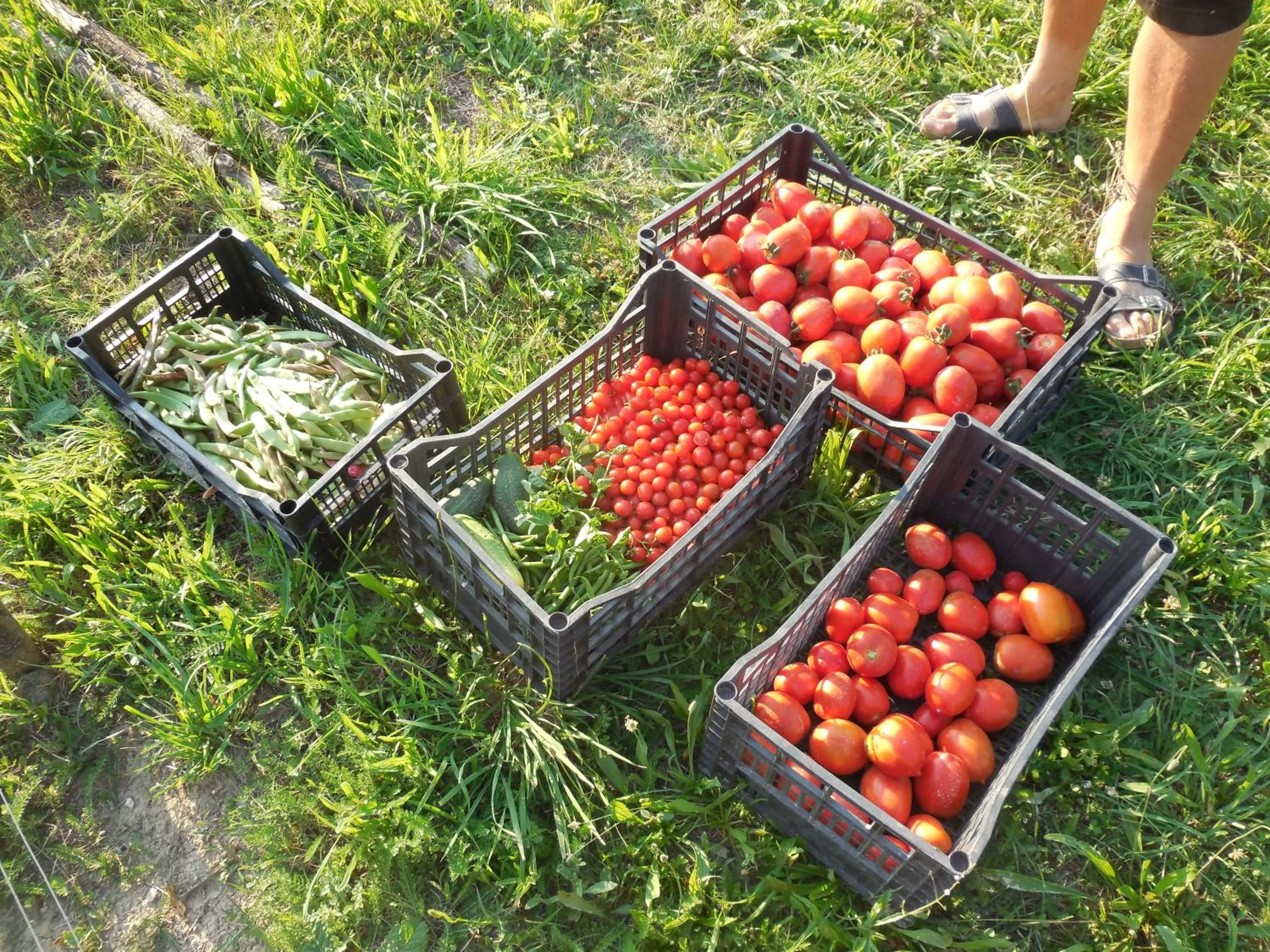 Shopping Area in Agriturismo Terra Selvatica
