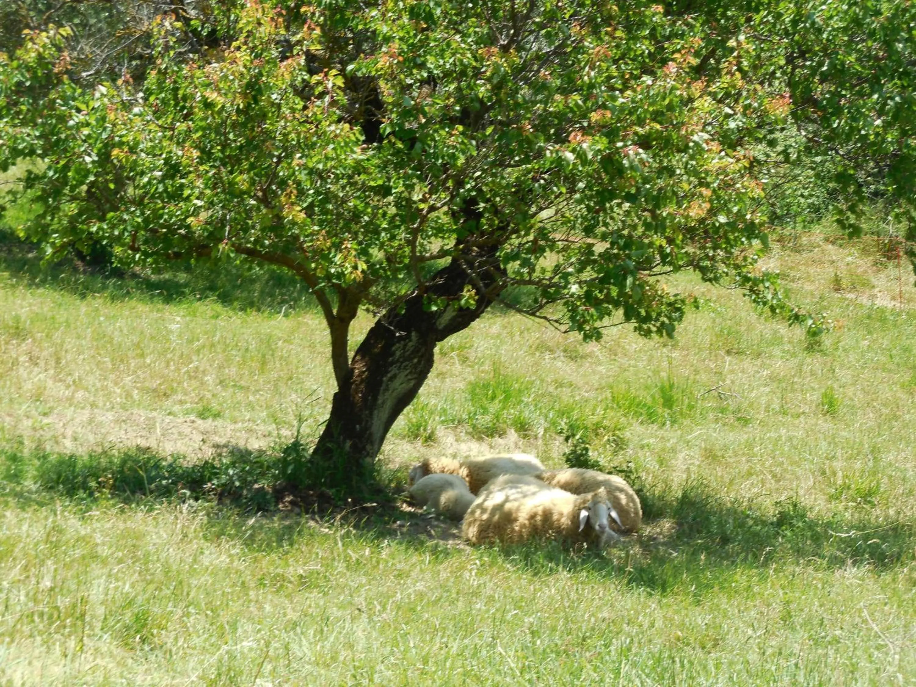 Pets in Agriturismo Terra Selvatica