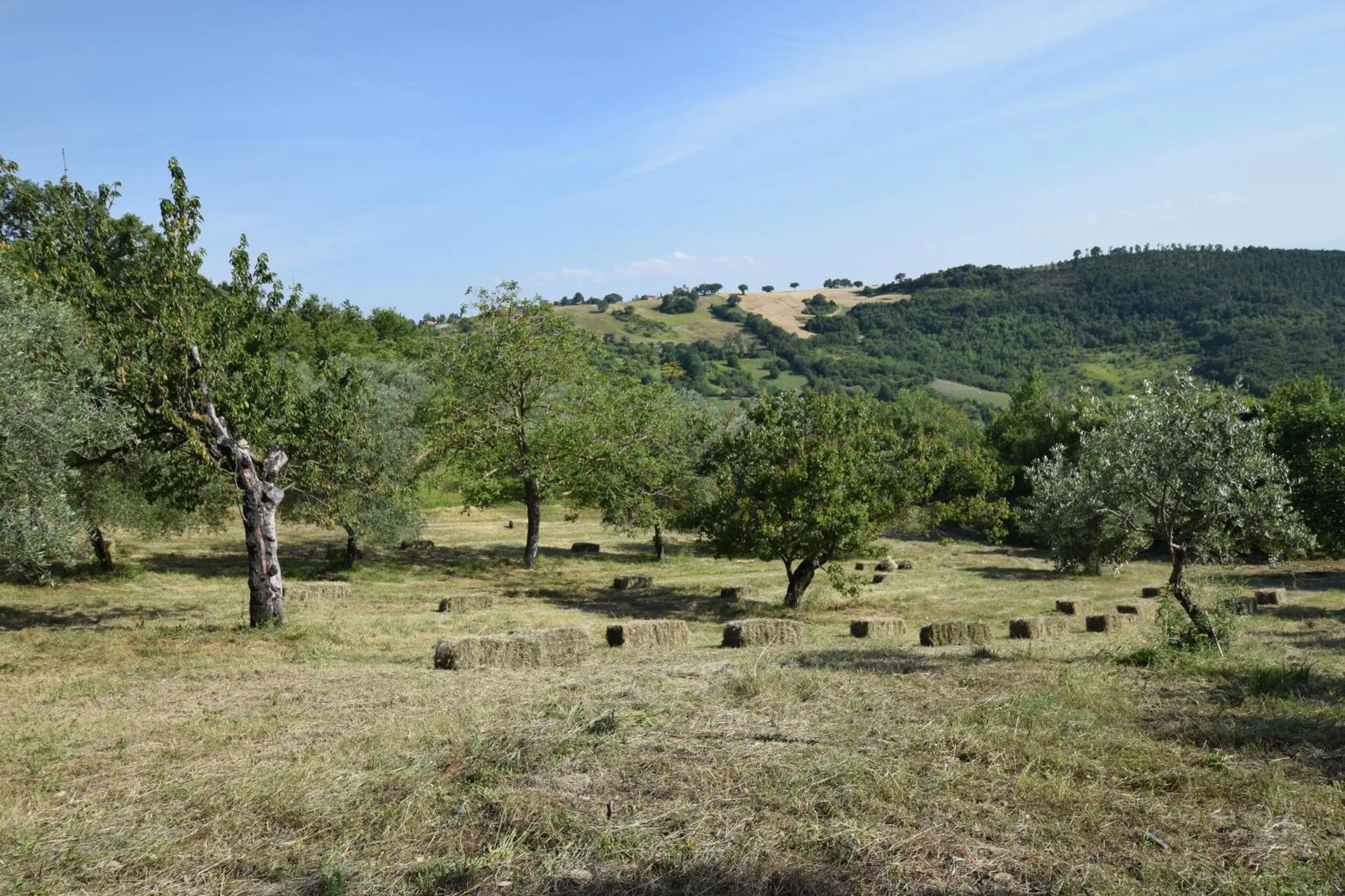 Natural landscape in Agriturismo Terra Selvatica