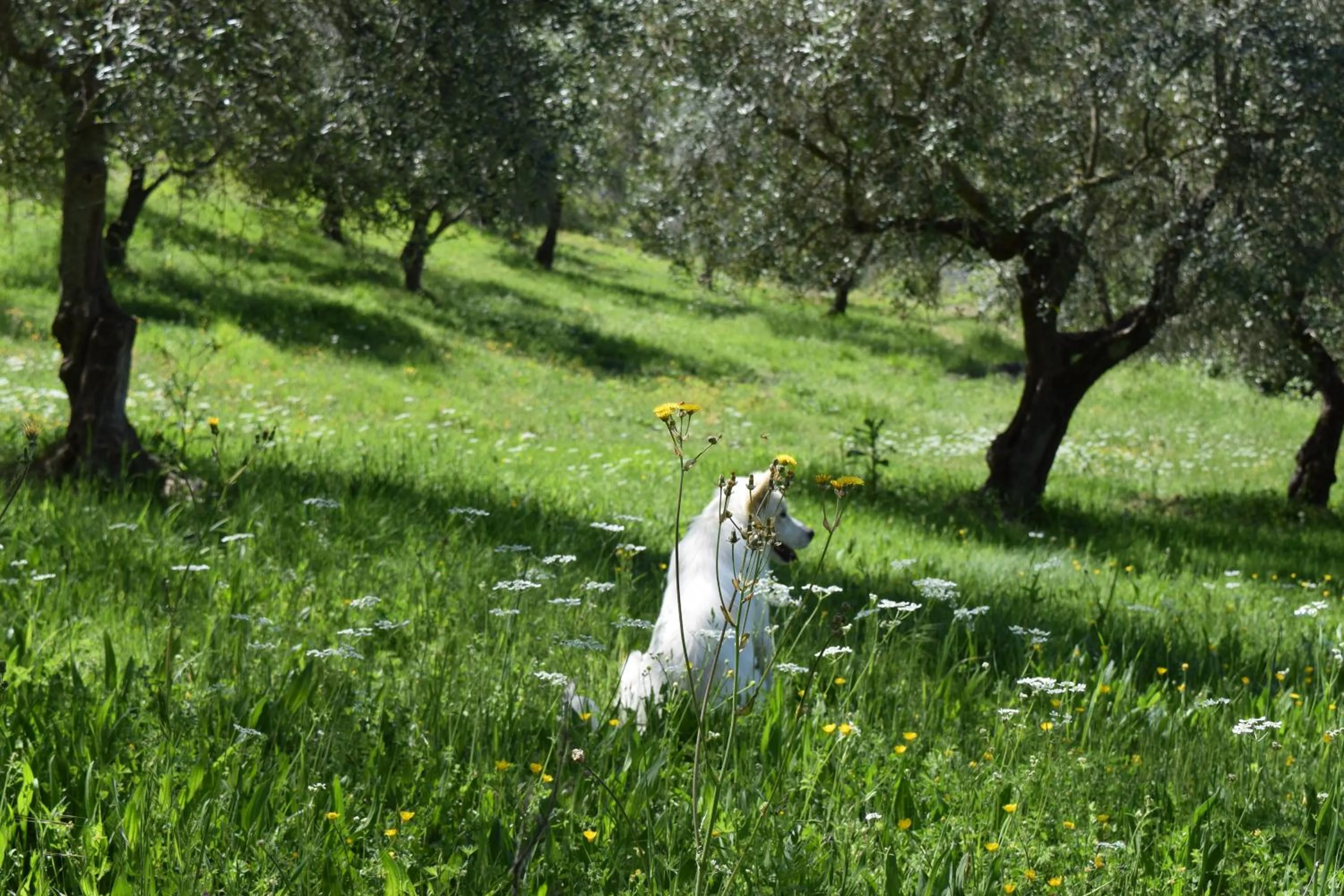 Pets in Agriturismo Terra Selvatica